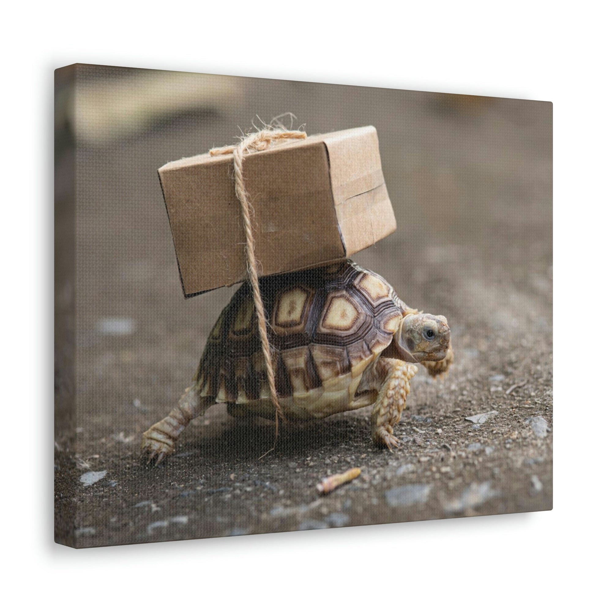 Funny Tortoise Silly Tortoise Outside Wall Art Ready to Hang Unframed-Express Your Love Gifts