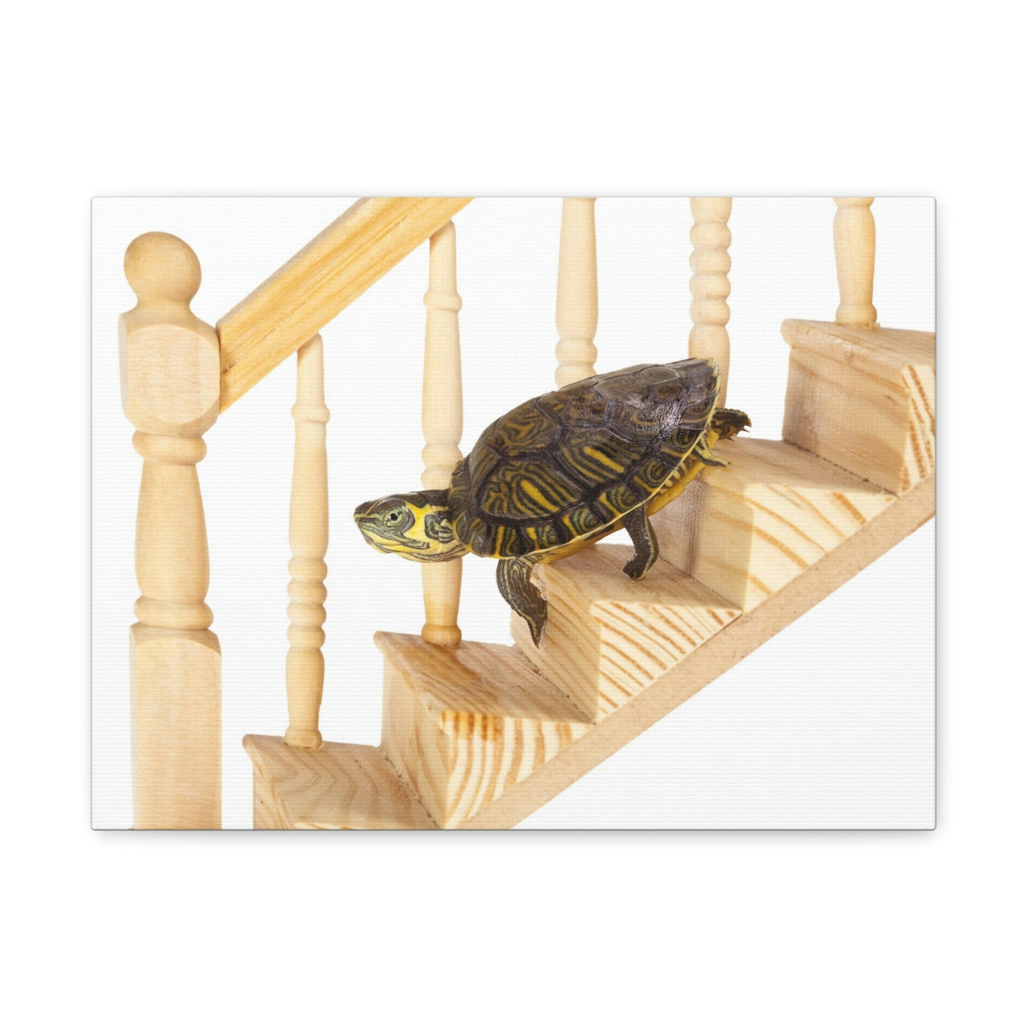 Funny Turtle Silly Turtle Inside Wall Art Ready to Hang Unframed-Express Your Love Gifts