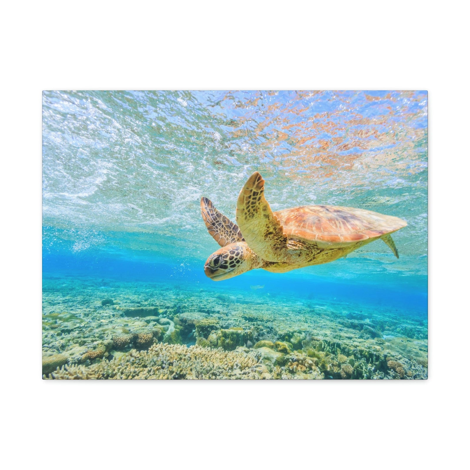 Funny Turtle Silly Turtle Scene Outside Wall Art Ready to Hang Unframed-Express Your Love Gifts