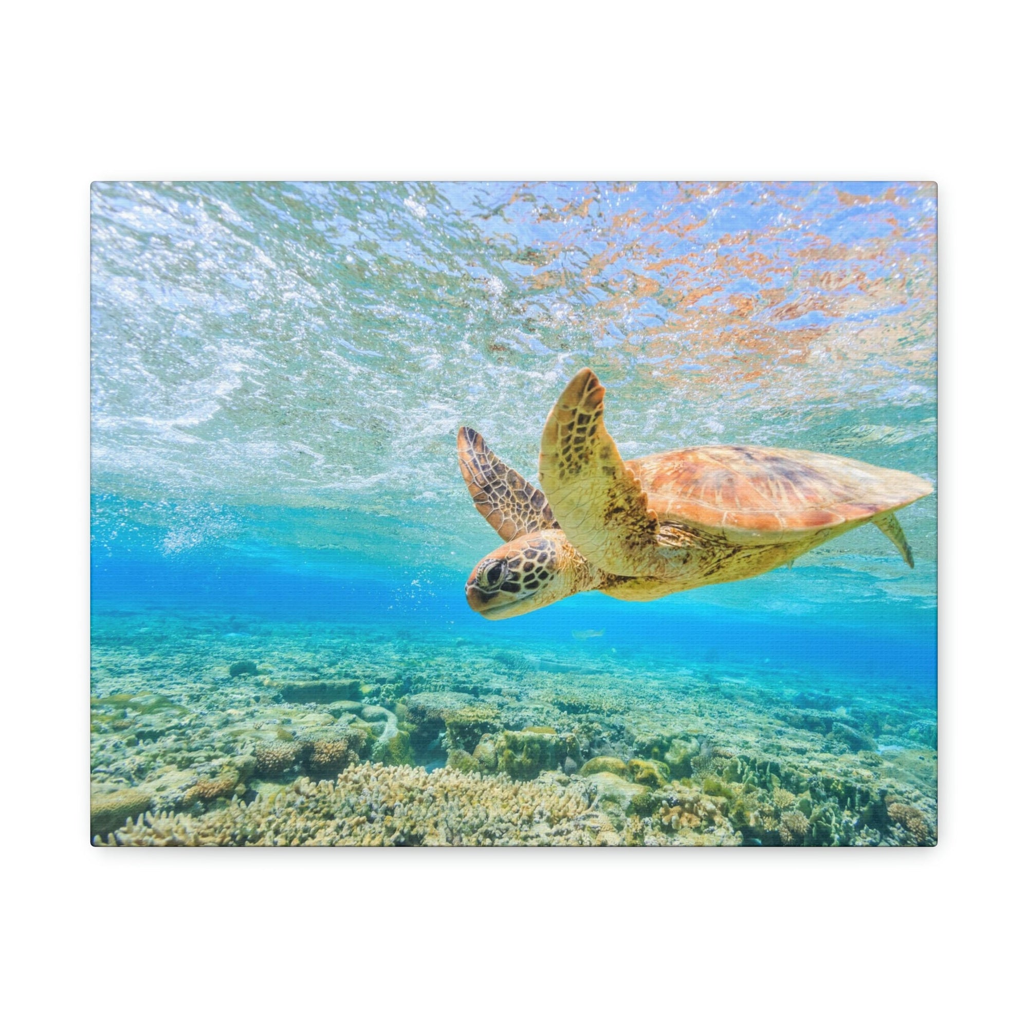 Funny Turtle Silly Turtle Scene Outside Wall Art Ready to Hang Unframed-Express Your Love Gifts