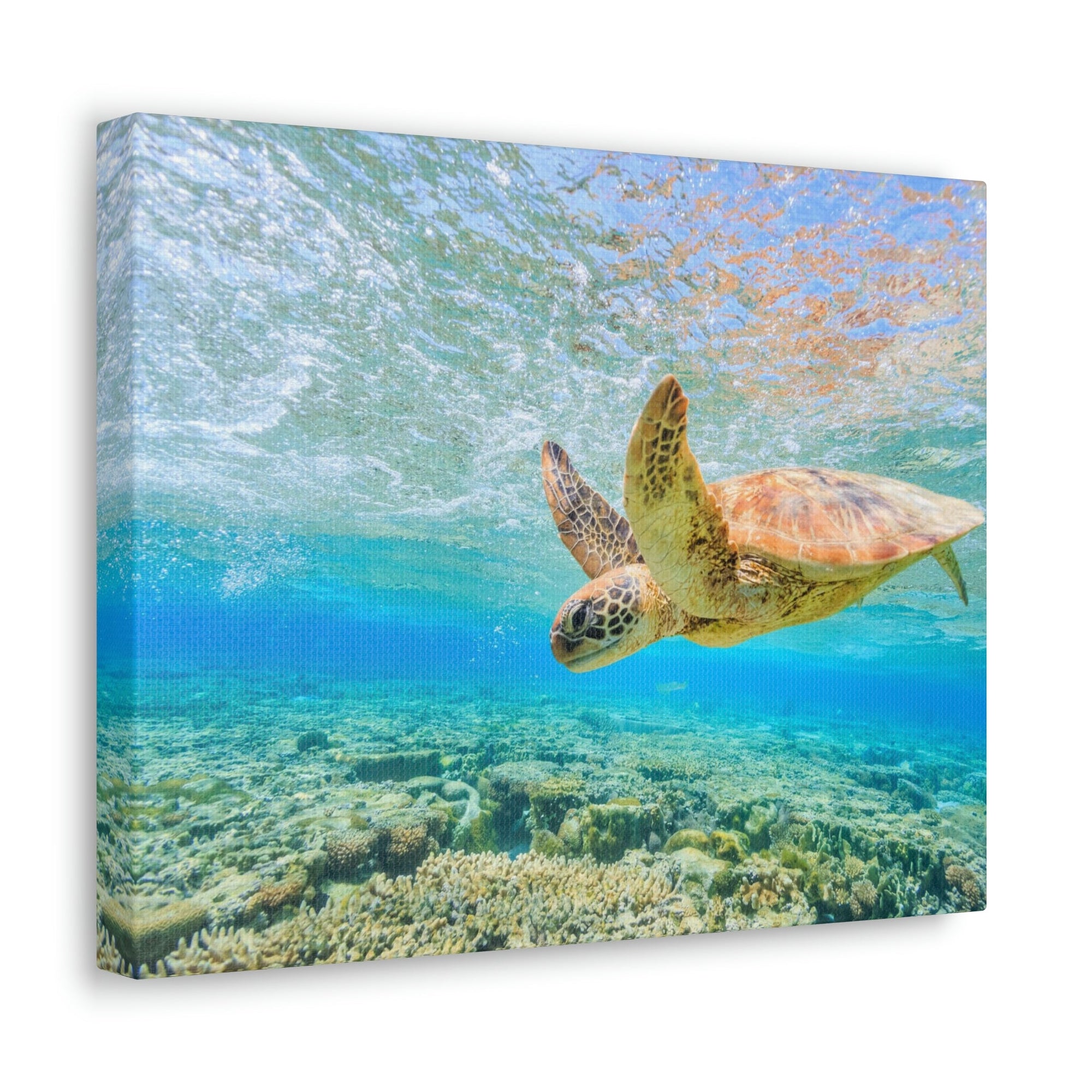 Funny Turtle Silly Turtle Scene Outside Wall Art Ready to Hang Unframed-Express Your Love Gifts