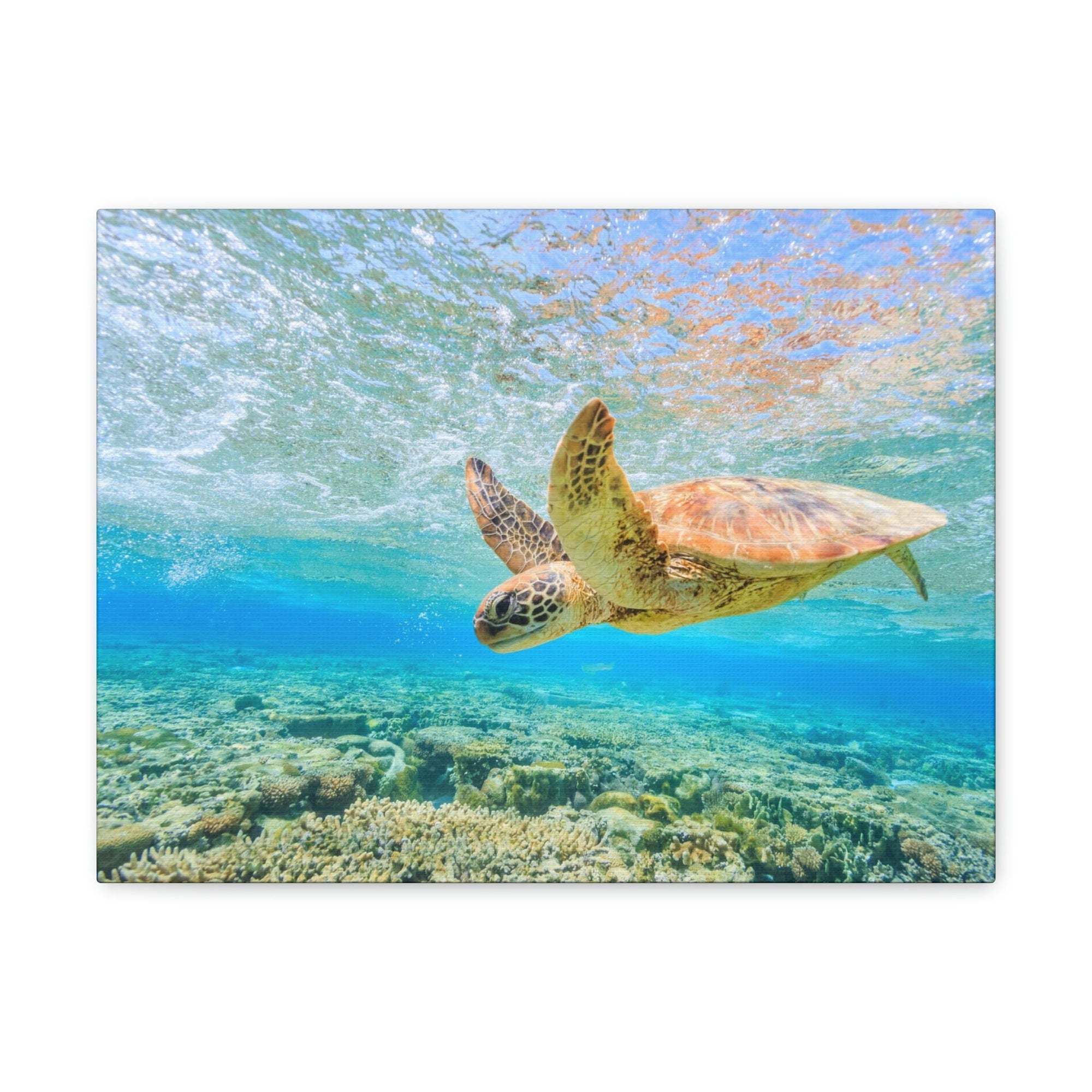 Funny Turtle Silly Turtle Scene Outside Wall Art Ready to Hang Unframed-Express Your Love Gifts