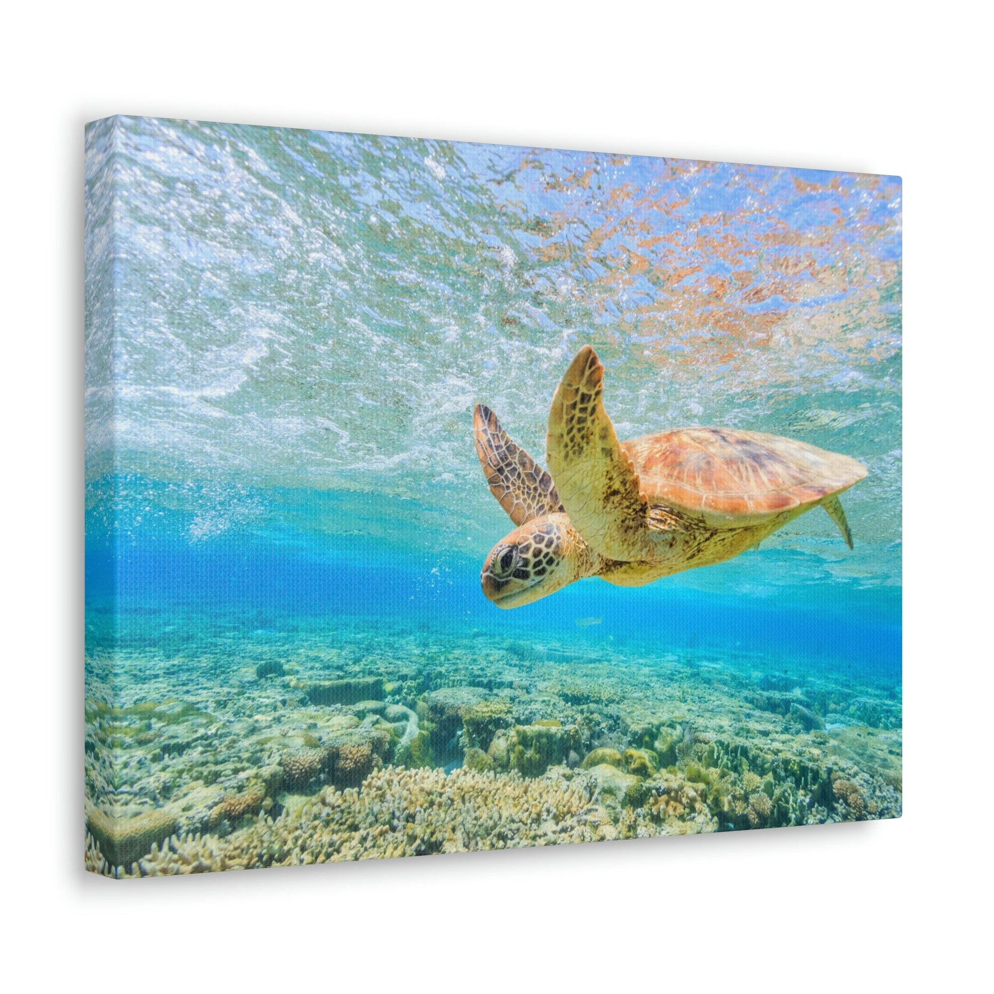 Funny Turtle Silly Turtle Scene Outside Wall Art Ready to Hang Unframed-Express Your Love Gifts