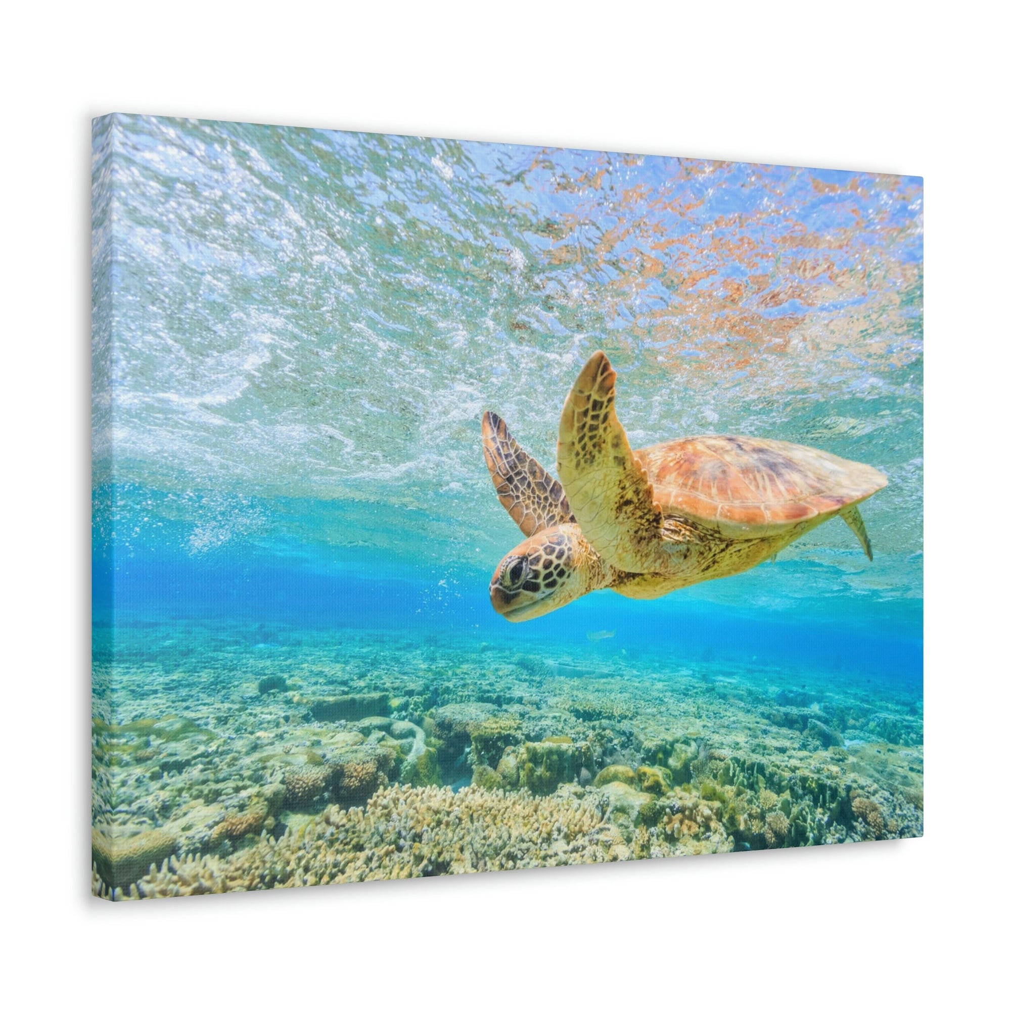 Funny Turtle Silly Turtle Scene Outside Wall Art Ready to Hang Unframed-Express Your Love Gifts