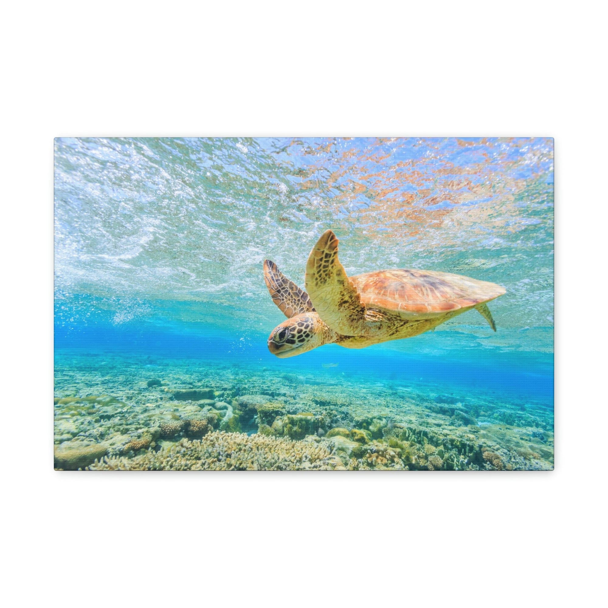 Funny Turtle Silly Turtle Scene Outside Wall Art Ready to Hang Unframed-Express Your Love Gifts