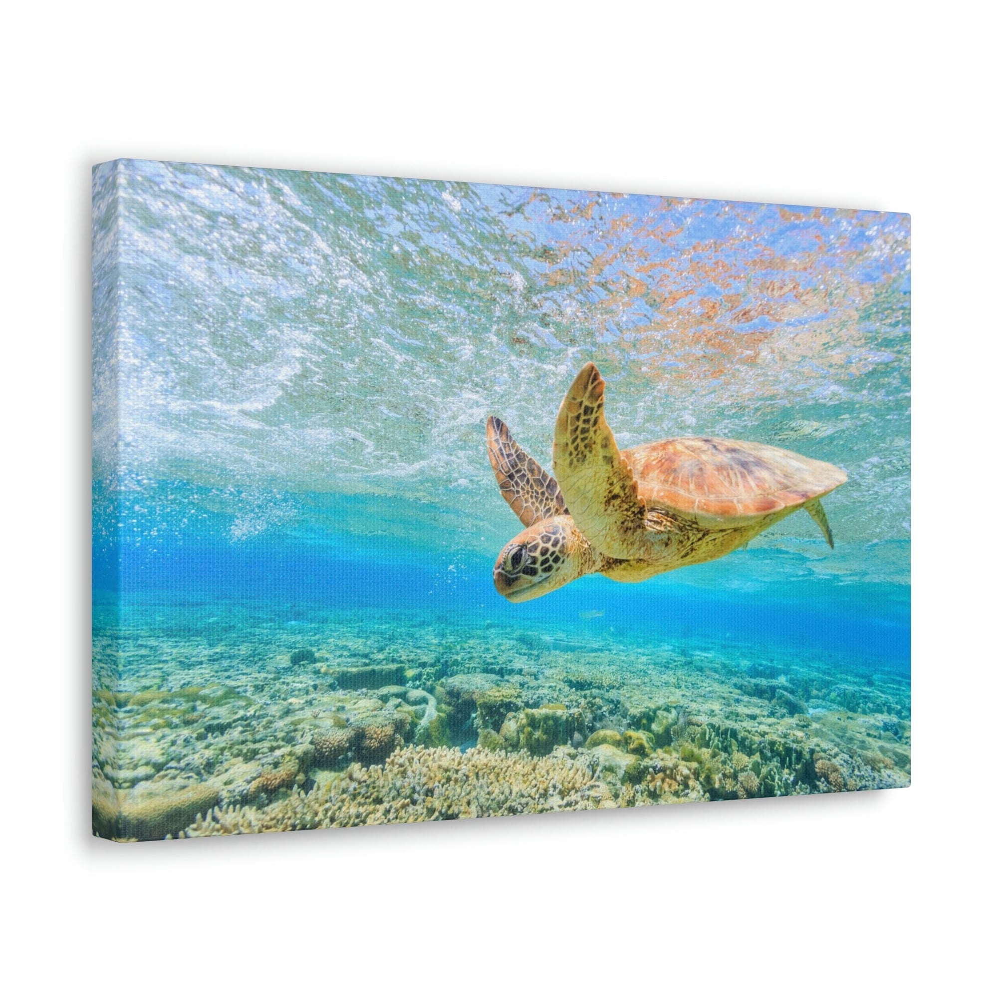 Funny Turtle Silly Turtle Scene Outside Wall Art Ready to Hang Unframed-Express Your Love Gifts