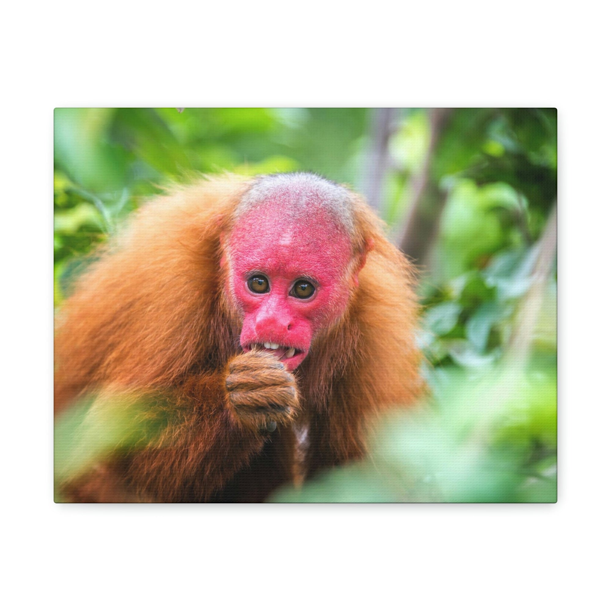 Funny Uakari Silly Uakari Scene Outside Wall Art Ready to Hang Unframed-Express Your Love Gifts