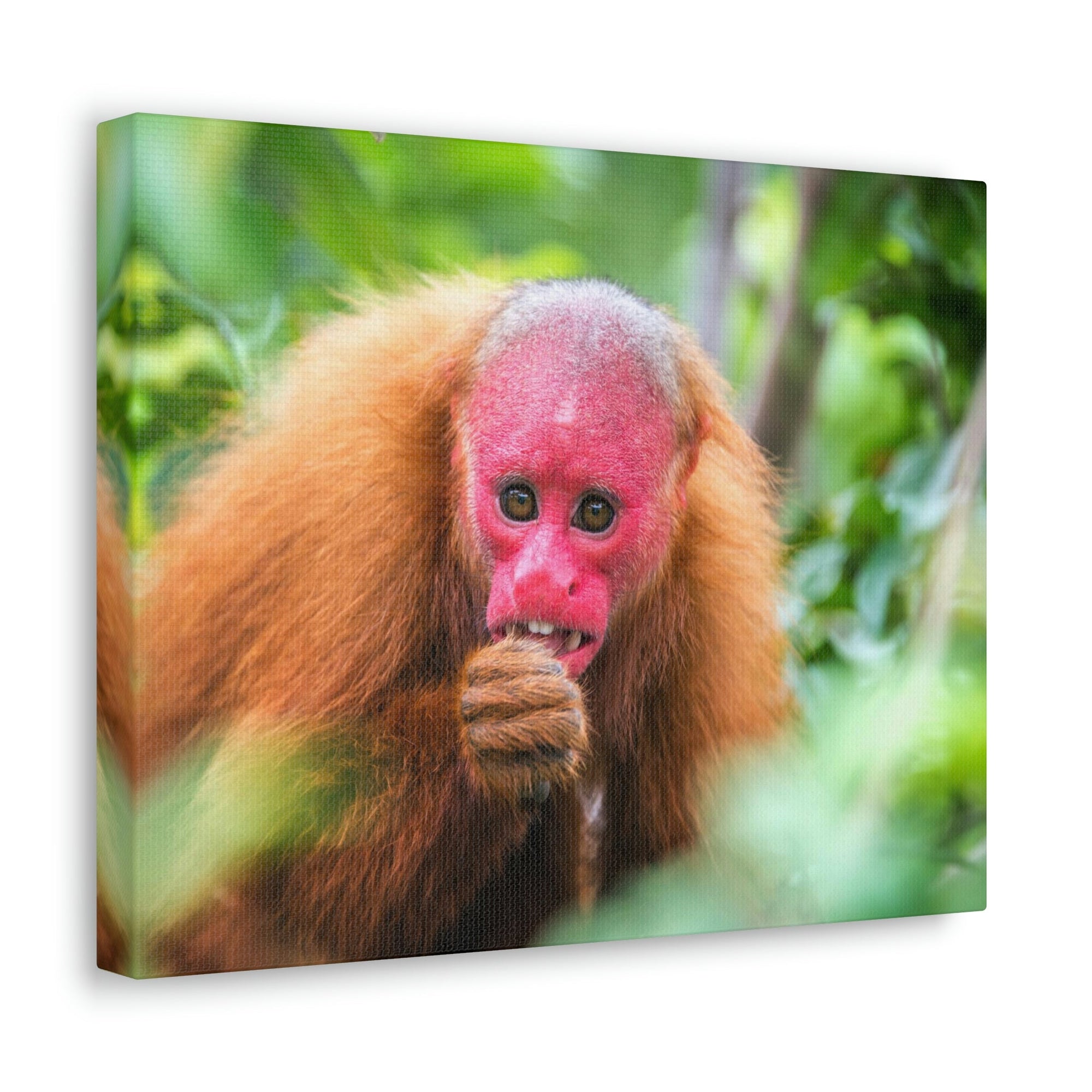 Funny Uakari Silly Uakari Scene Outside Wall Art Ready to Hang Unframed-Express Your Love Gifts