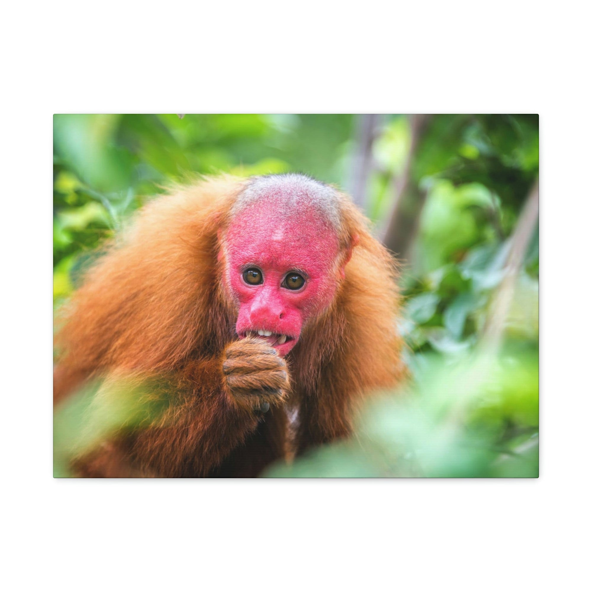 Funny Uakari Silly Uakari Scene Outside Wall Art Ready to Hang Unframed-Express Your Love Gifts