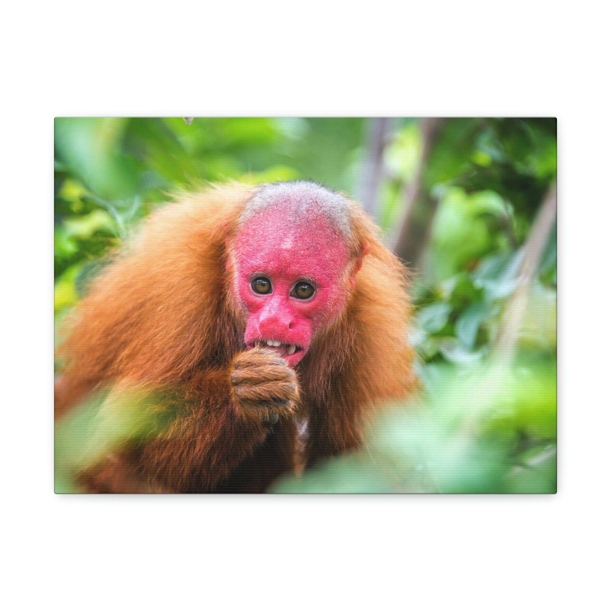 Funny Uakari Silly Uakari Scene Outside Wall Art Ready to Hang Unframed-Express Your Love Gifts