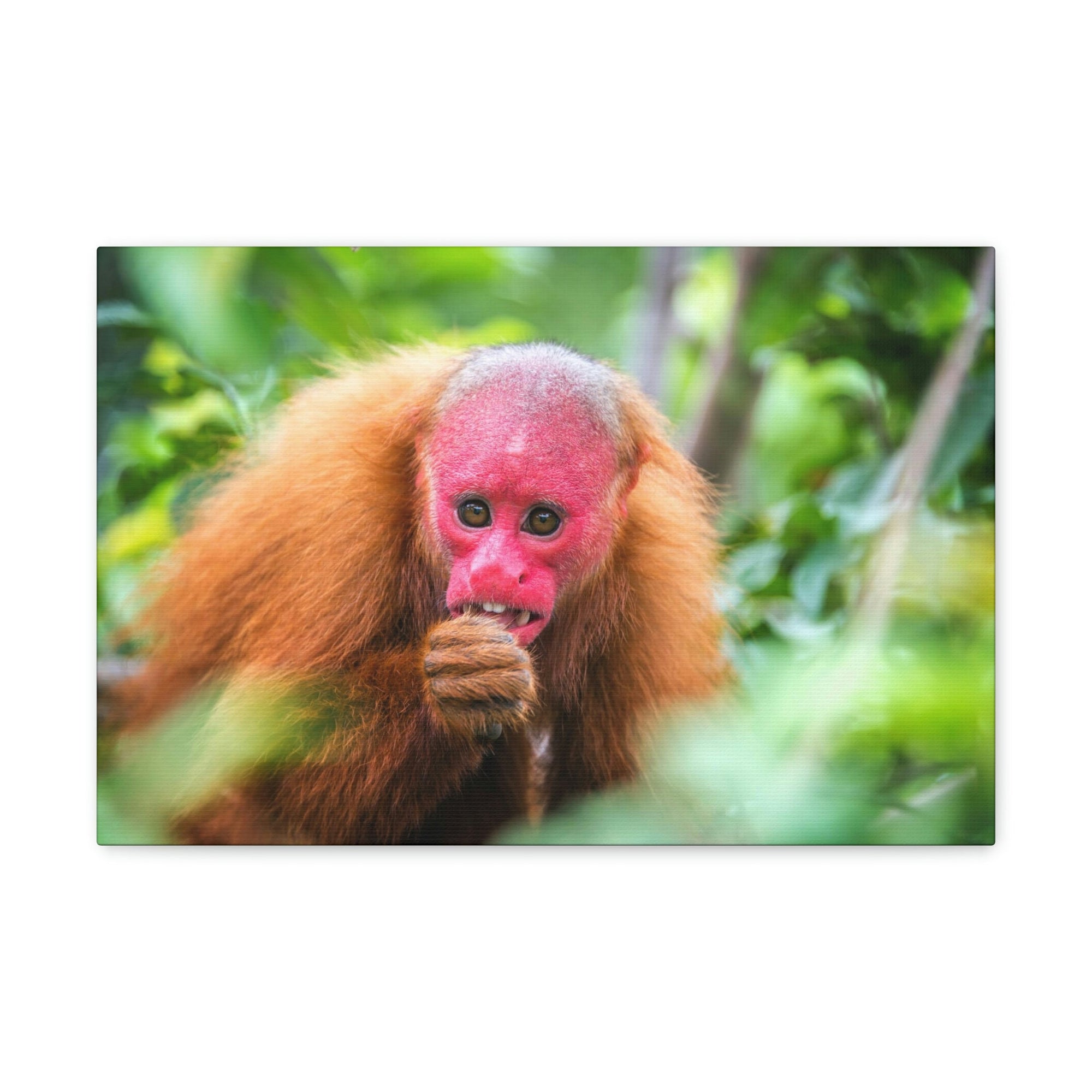 Funny Uakari Silly Uakari Scene Outside Wall Art Ready to Hang Unframed-Express Your Love Gifts