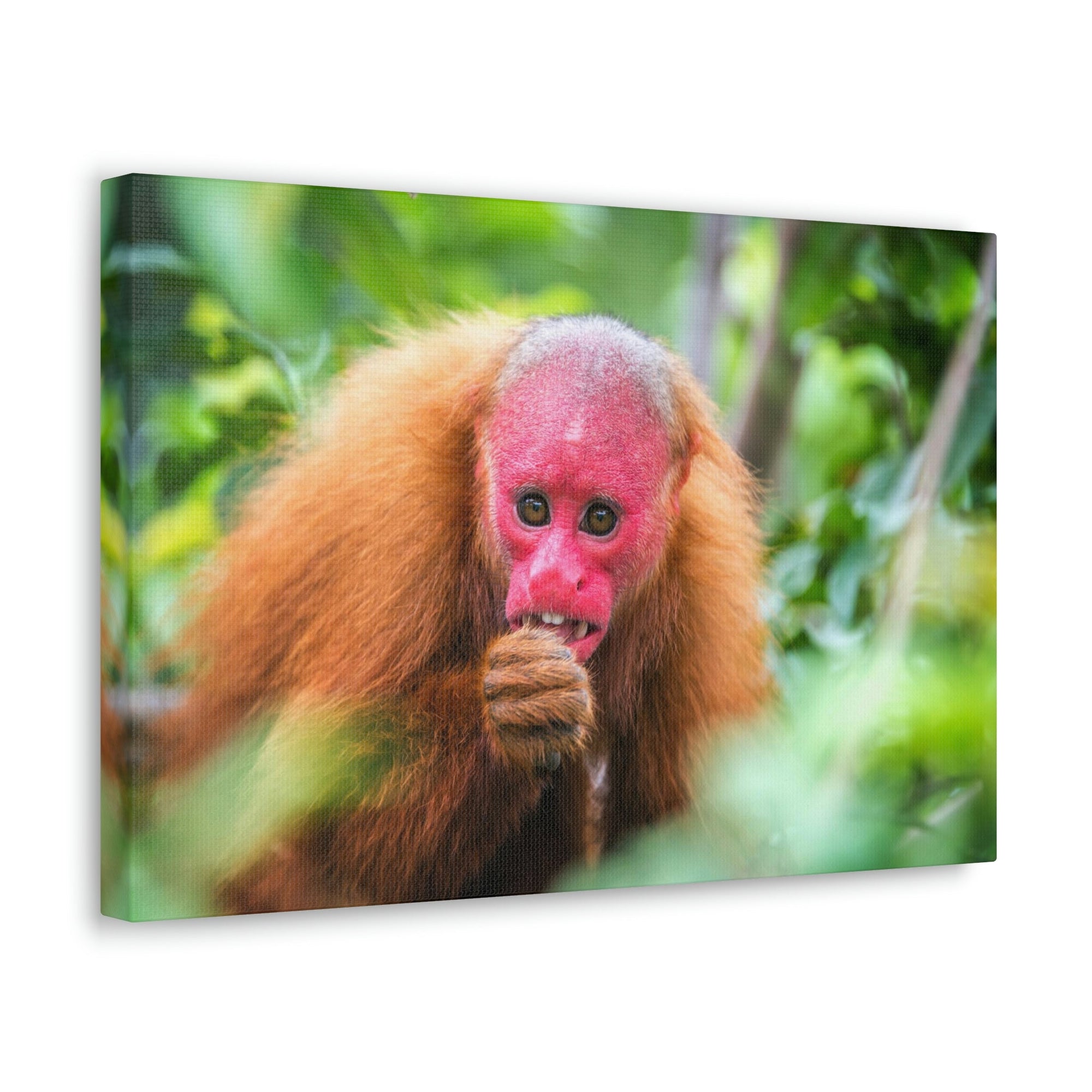 Funny Uakari Silly Uakari Scene Outside Wall Art Ready to Hang Unframed-Express Your Love Gifts