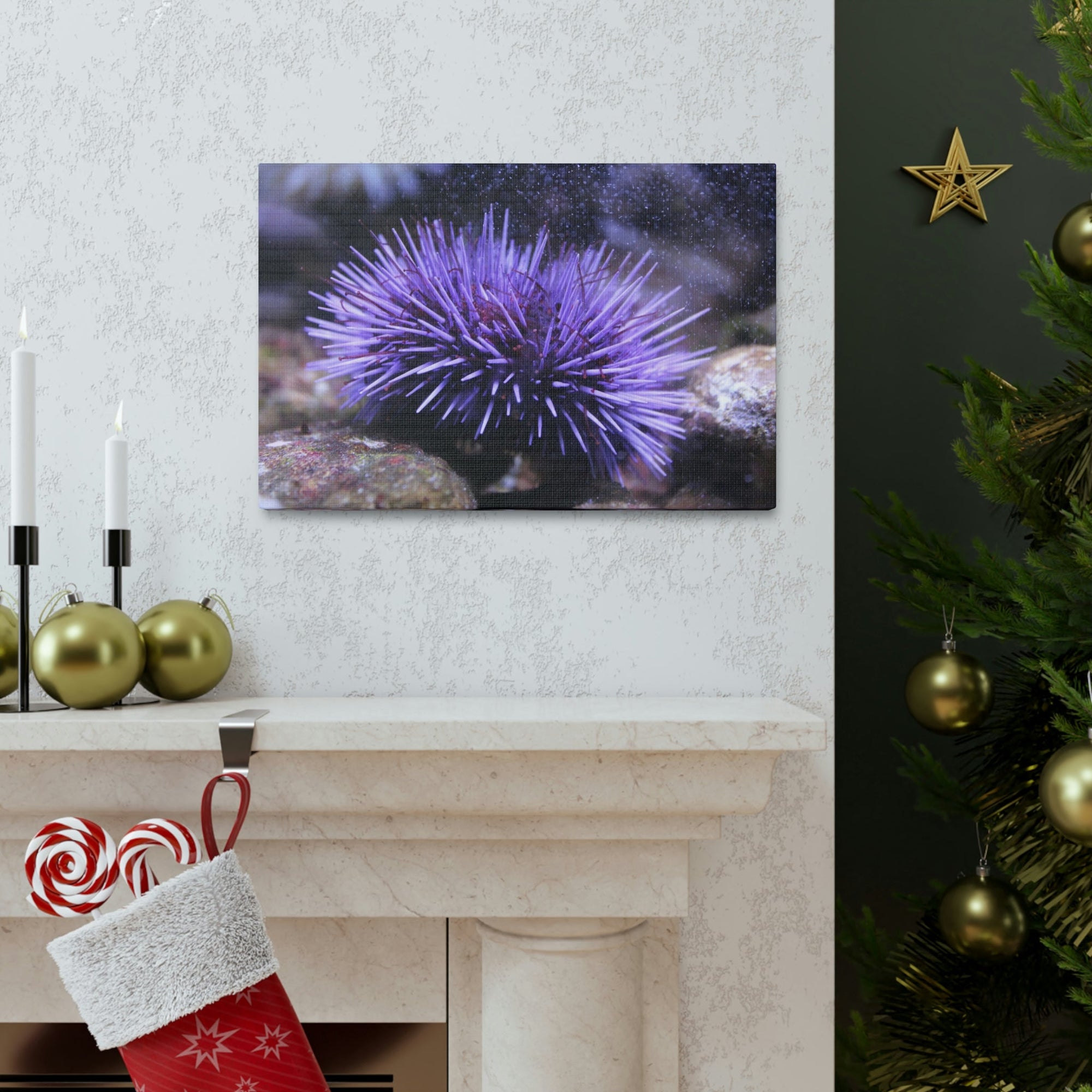 Funny Urchin Silly Urchin Scene Outside Wall Art Ready to Hang Unframed-Express Your Love Gifts