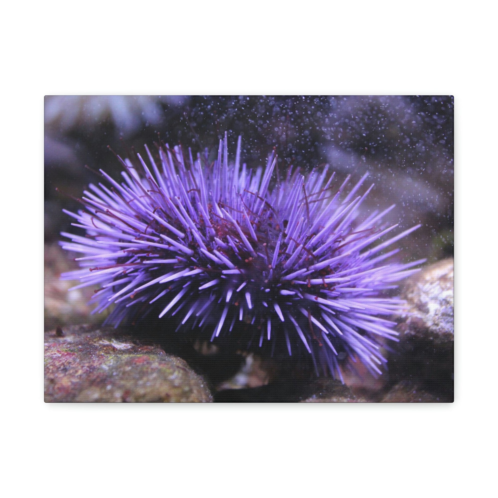 Funny Urchin Silly Urchin Scene Outside Wall Art Ready to Hang Unframed-Express Your Love Gifts