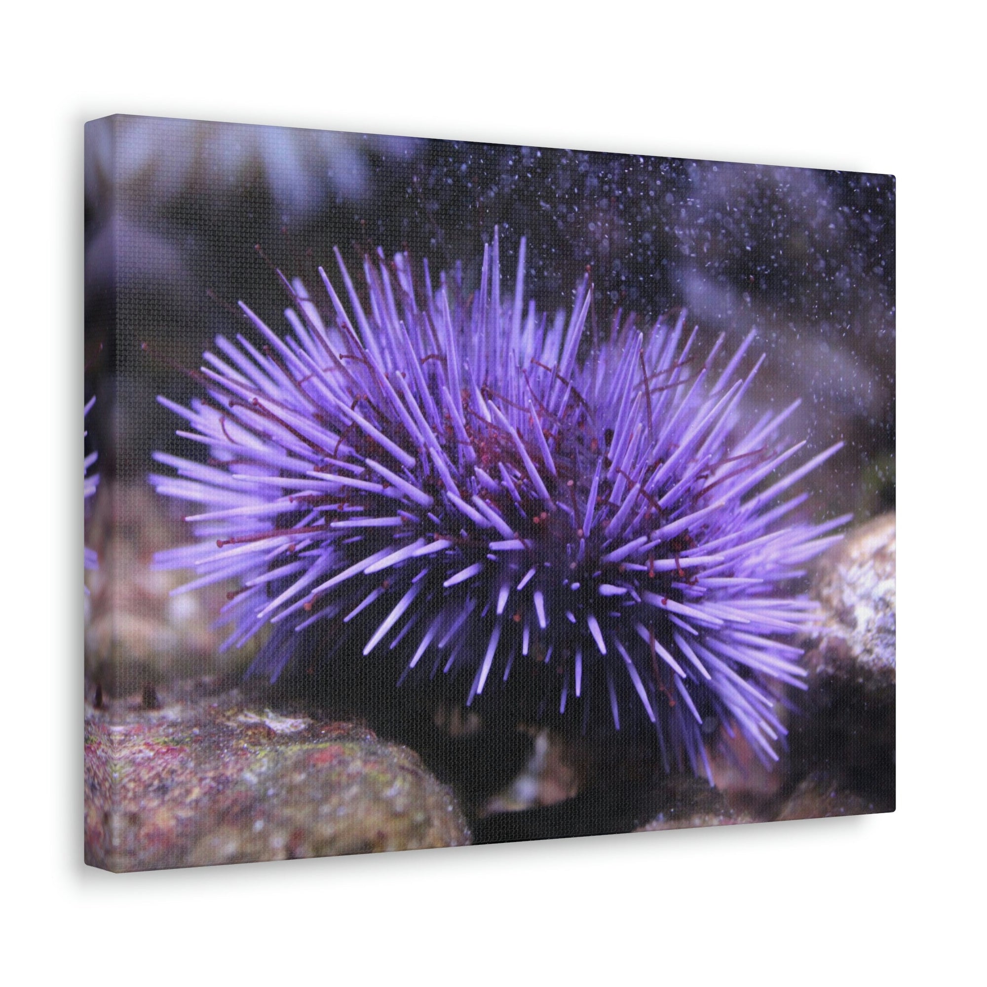 Funny Urchin Silly Urchin Scene Outside Wall Art Ready to Hang Unframed-Express Your Love Gifts