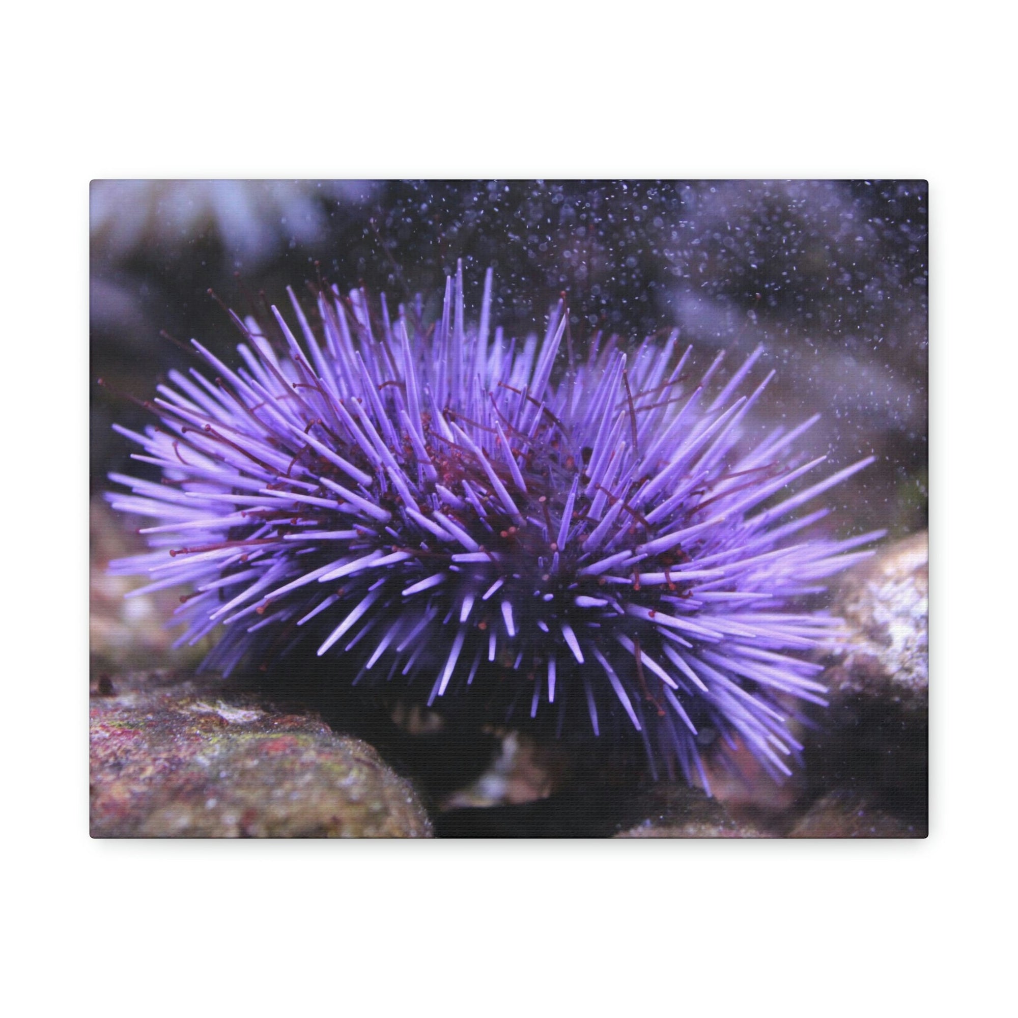 Funny Urchin Silly Urchin Scene Outside Wall Art Ready to Hang Unframed-Express Your Love Gifts