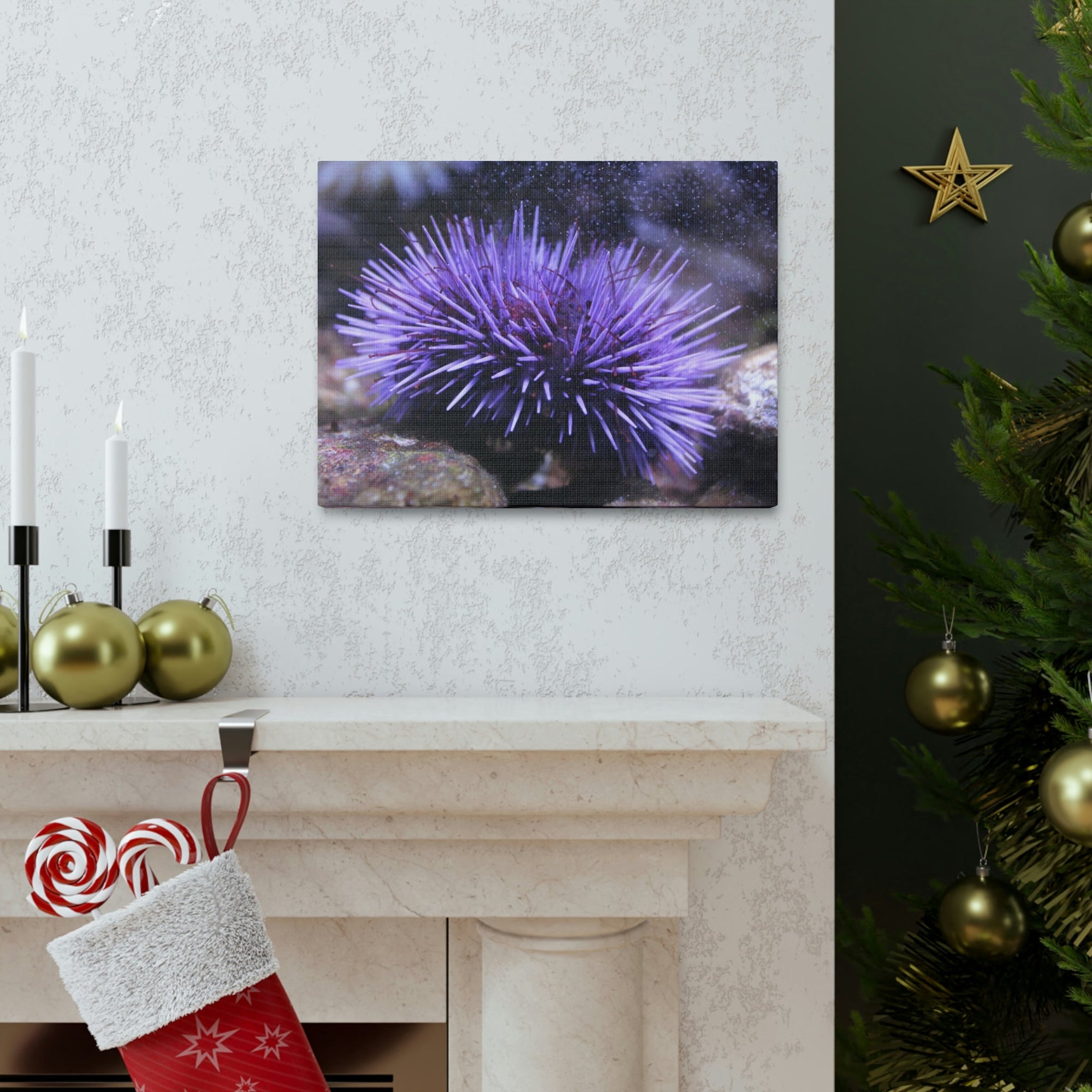 Funny Urchin Silly Urchin Scene Outside Wall Art Ready to Hang Unframed-Express Your Love Gifts