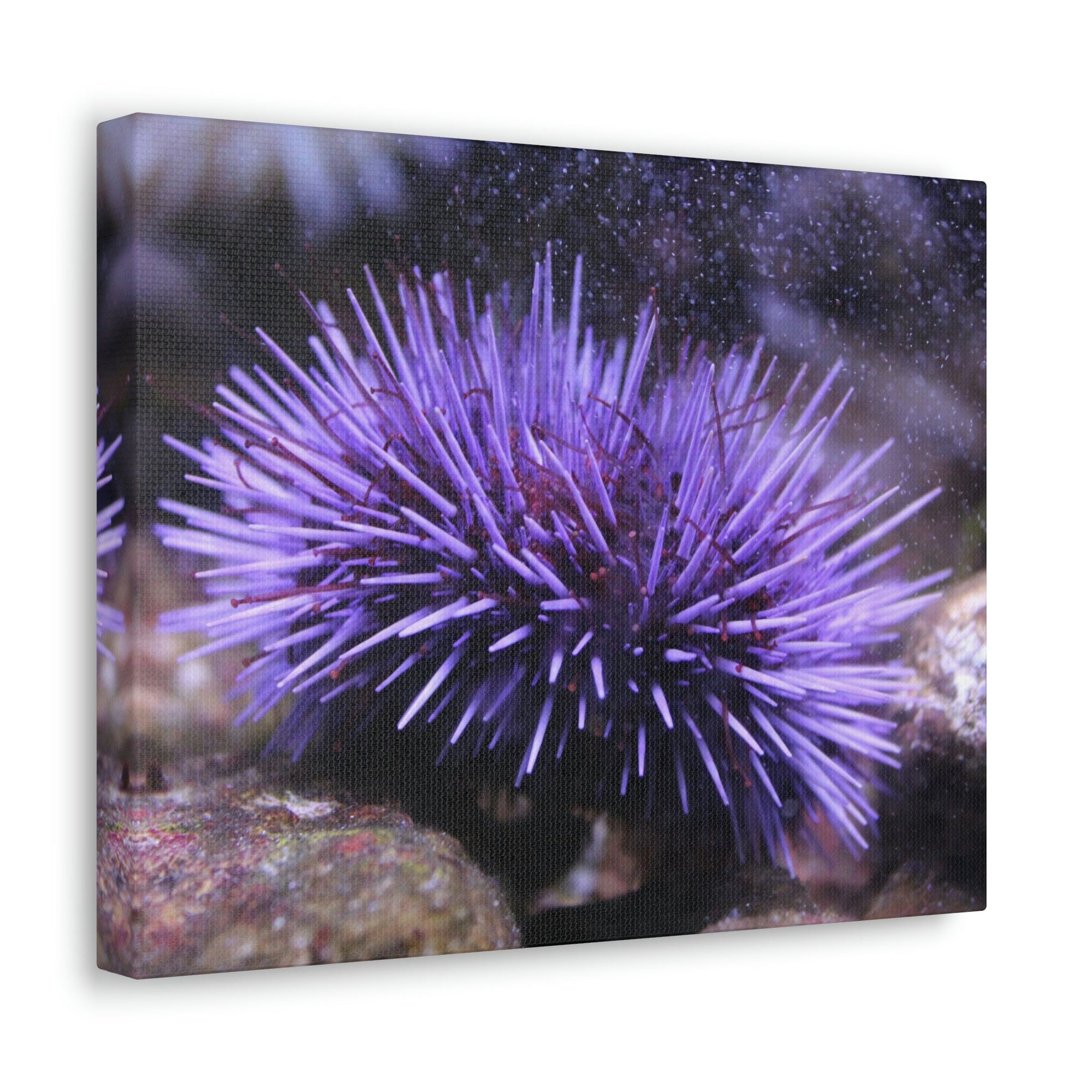 Funny Urchin Silly Urchin Scene Outside Wall Art Ready to Hang Unframed-Express Your Love Gifts