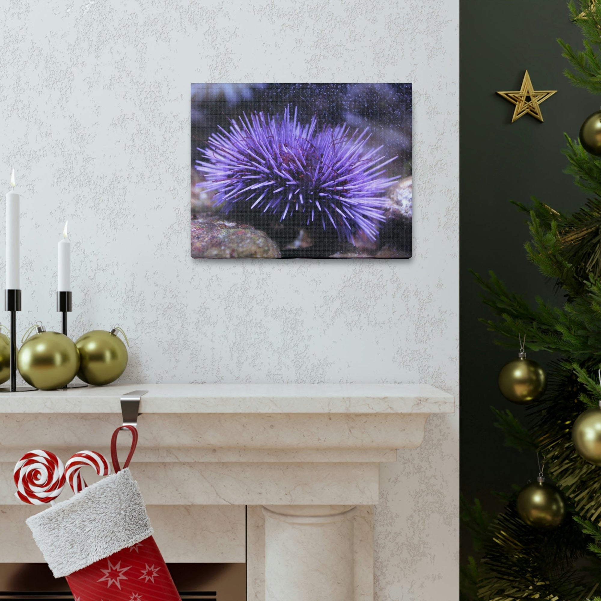 Funny Urchin Silly Urchin Scene Outside Wall Art Ready to Hang Unframed-Express Your Love Gifts