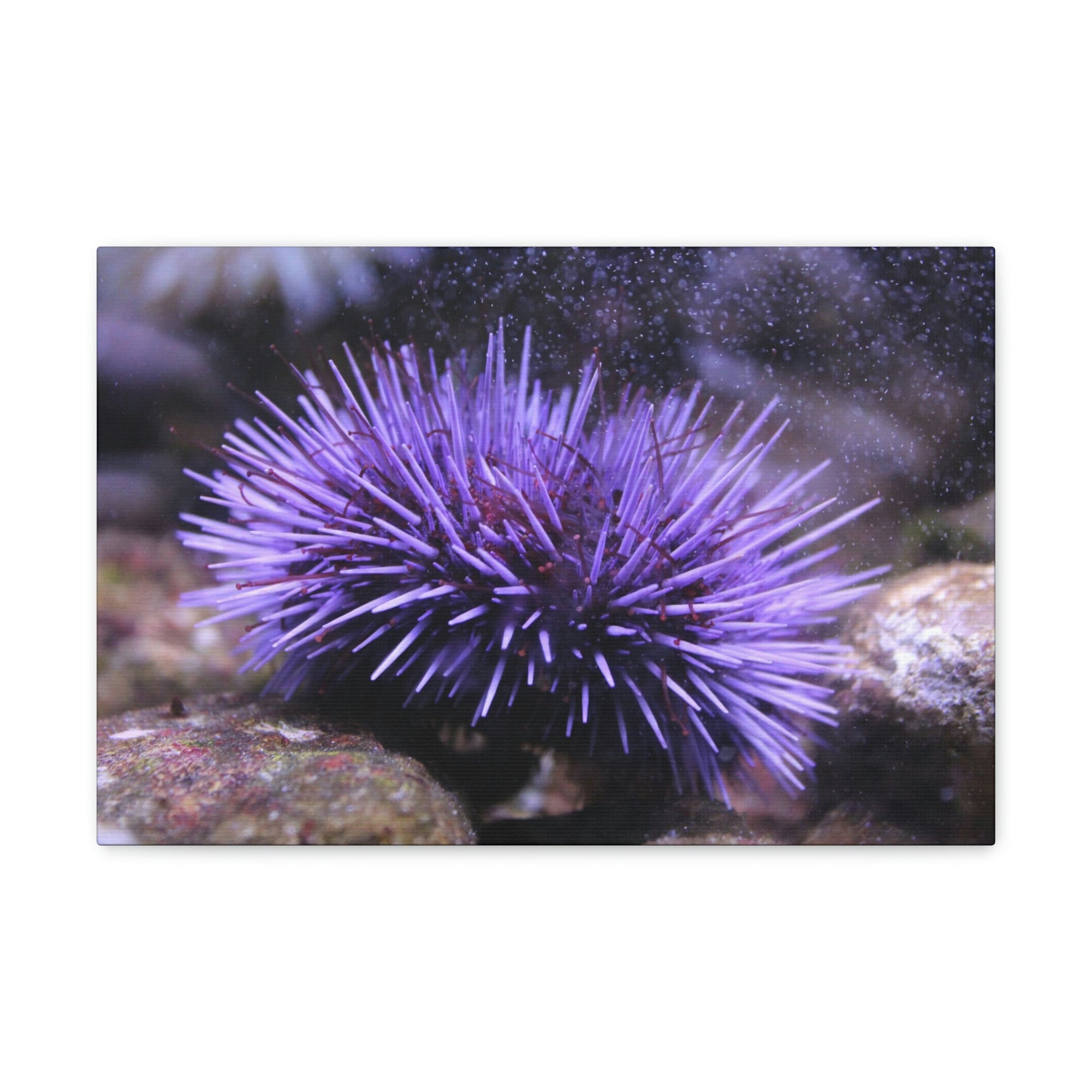 Funny Urchin Silly Urchin Scene Outside Wall Art Ready to Hang Unframed-Express Your Love Gifts