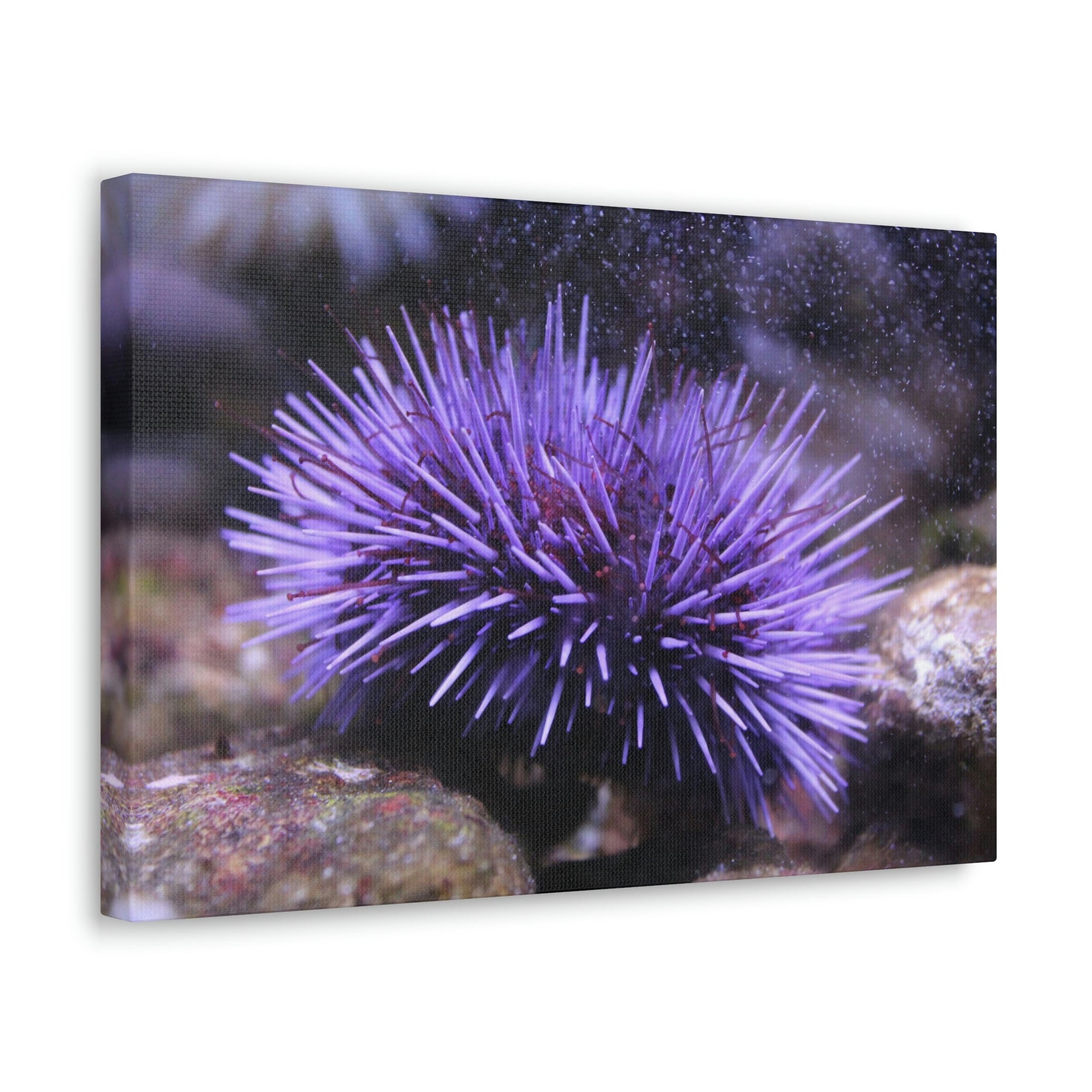 Funny Urchin Silly Urchin Scene Outside Wall Art Ready to Hang Unframed-Express Your Love Gifts