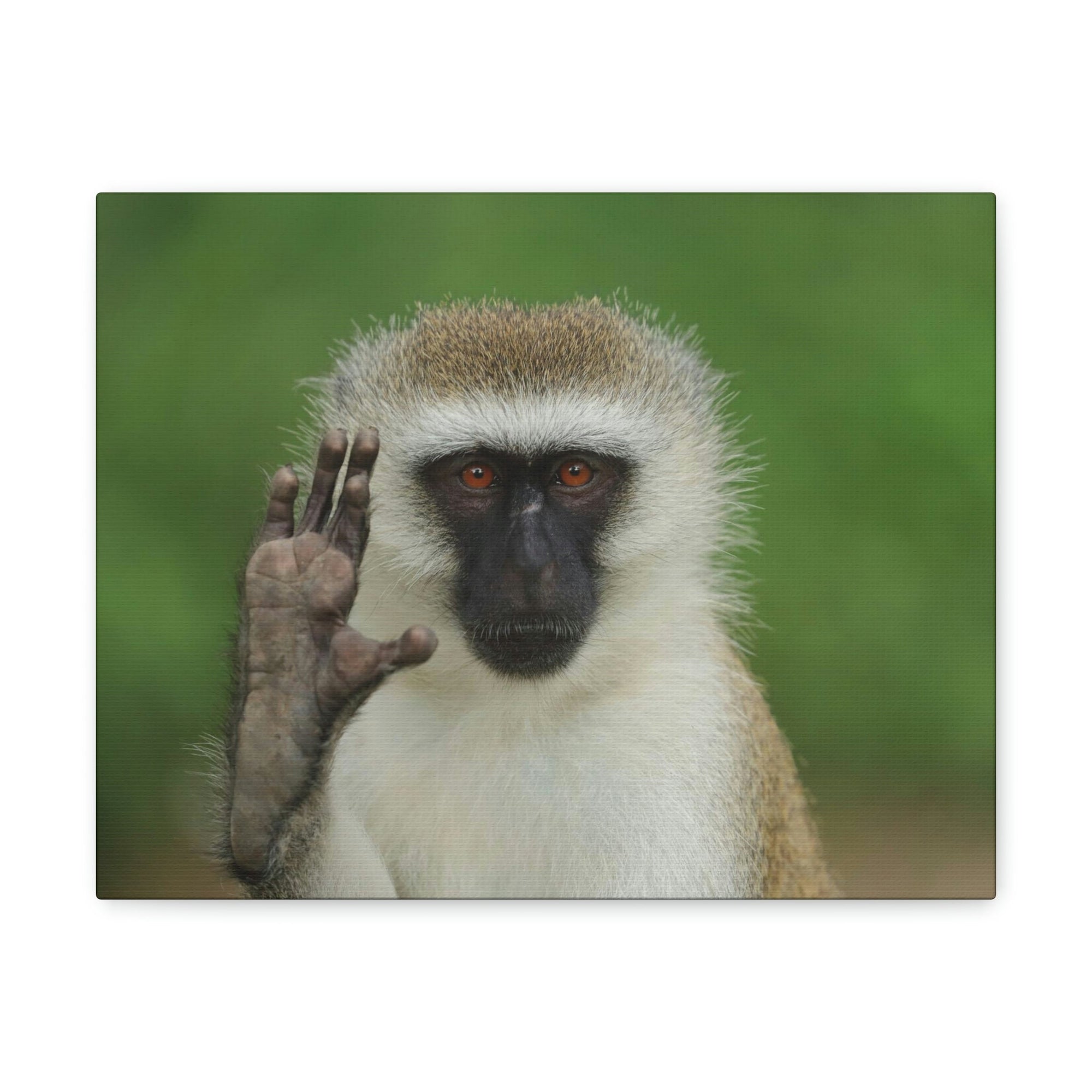 Funny Vervet Silly Vervet Scene Outside Wall Art Ready to Hang Unframed-Express Your Love Gifts