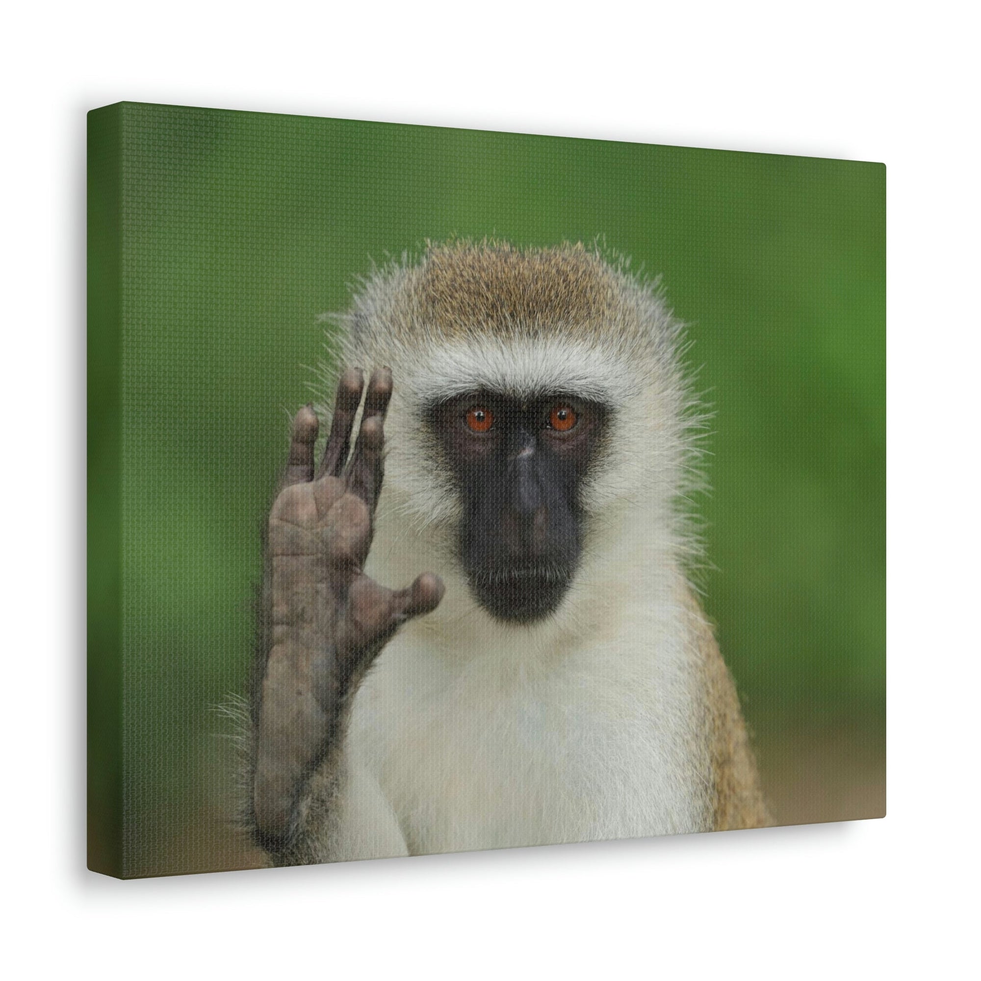 Funny Vervet Silly Vervet Scene Outside Wall Art Ready to Hang Unframed-Express Your Love Gifts