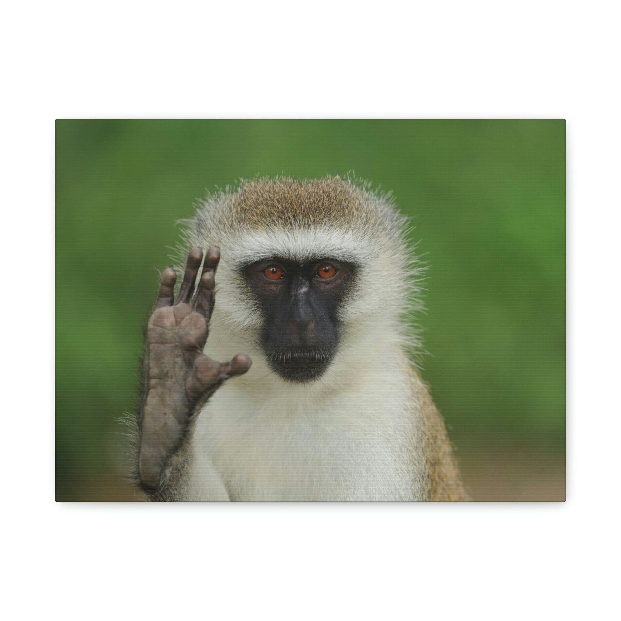 Funny Vervet Silly Vervet Scene Outside Wall Art Ready to Hang Unframed-Express Your Love Gifts