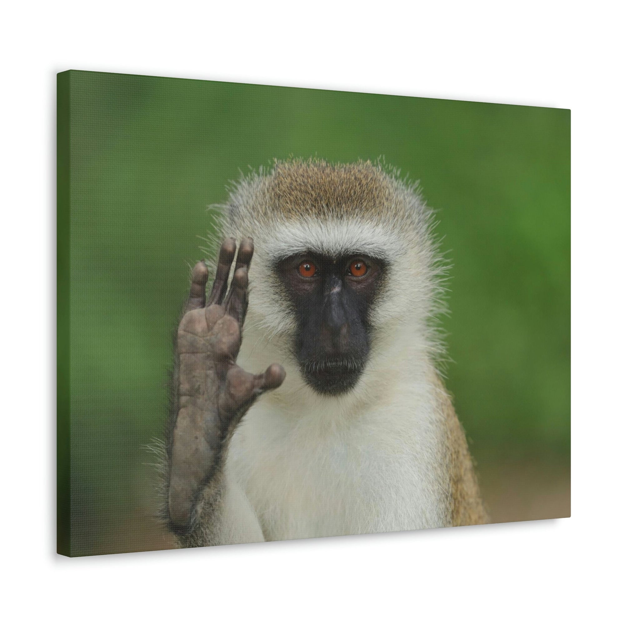 Funny Vervet Silly Vervet Scene Outside Wall Art Ready to Hang Unframed-Express Your Love Gifts