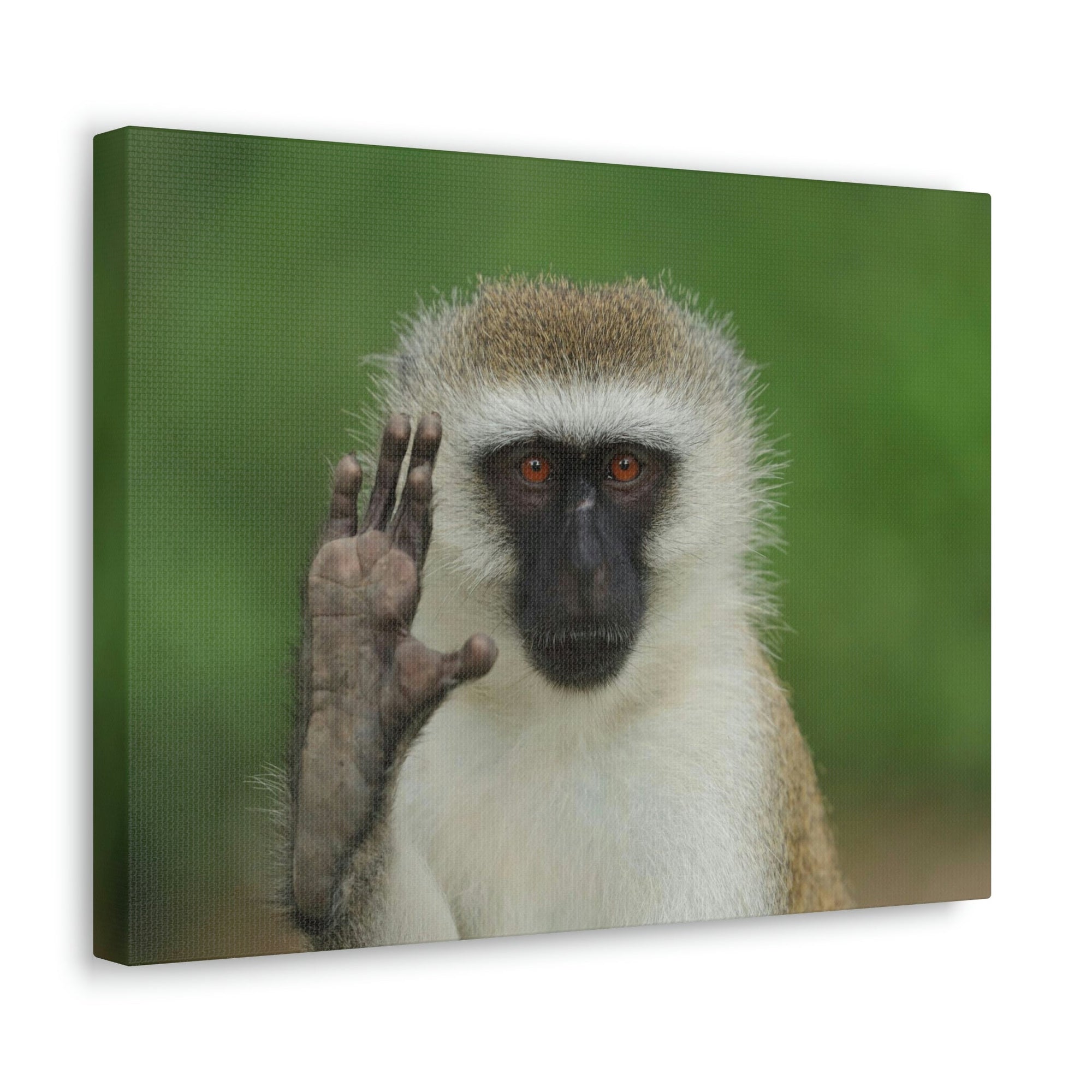 Funny Vervet Silly Vervet Scene Outside Wall Art Ready to Hang Unframed-Express Your Love Gifts