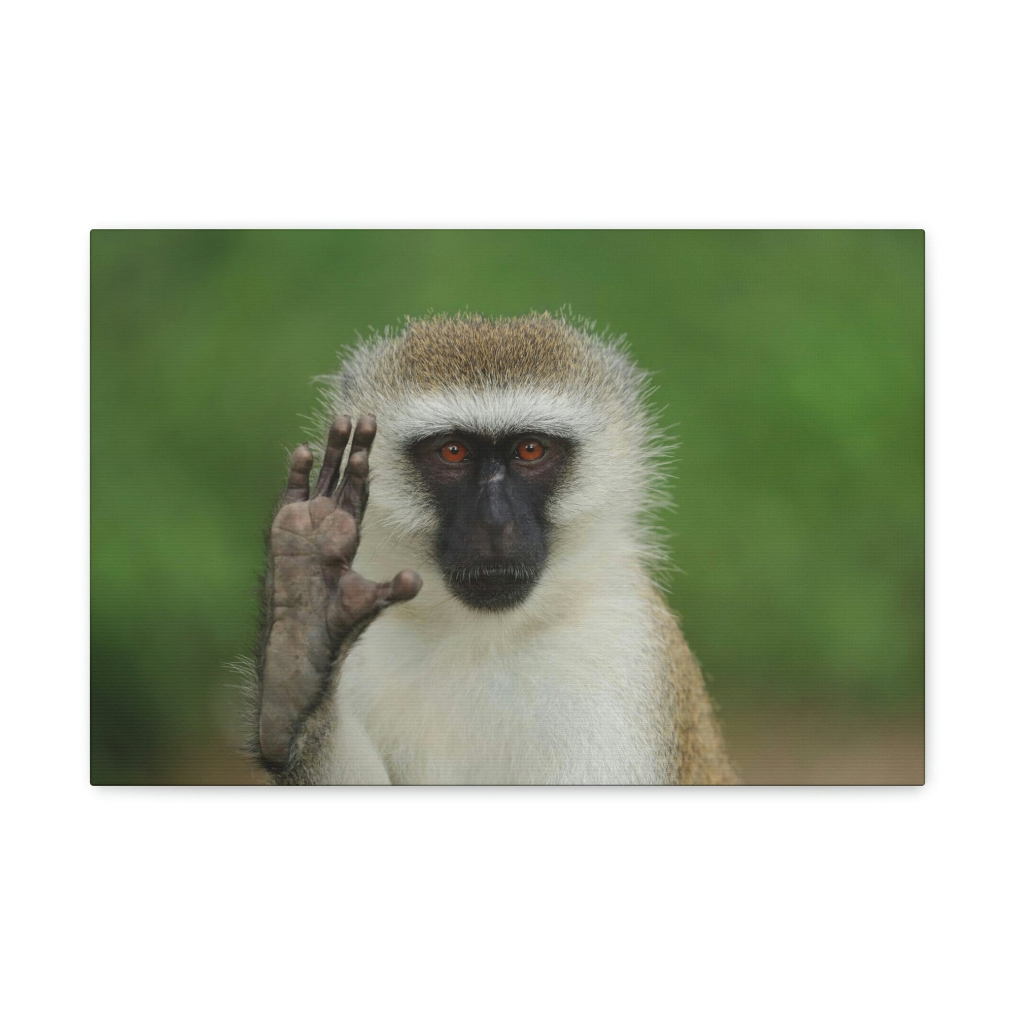 Funny Vervet Silly Vervet Scene Outside Wall Art Ready to Hang Unframed-Express Your Love Gifts