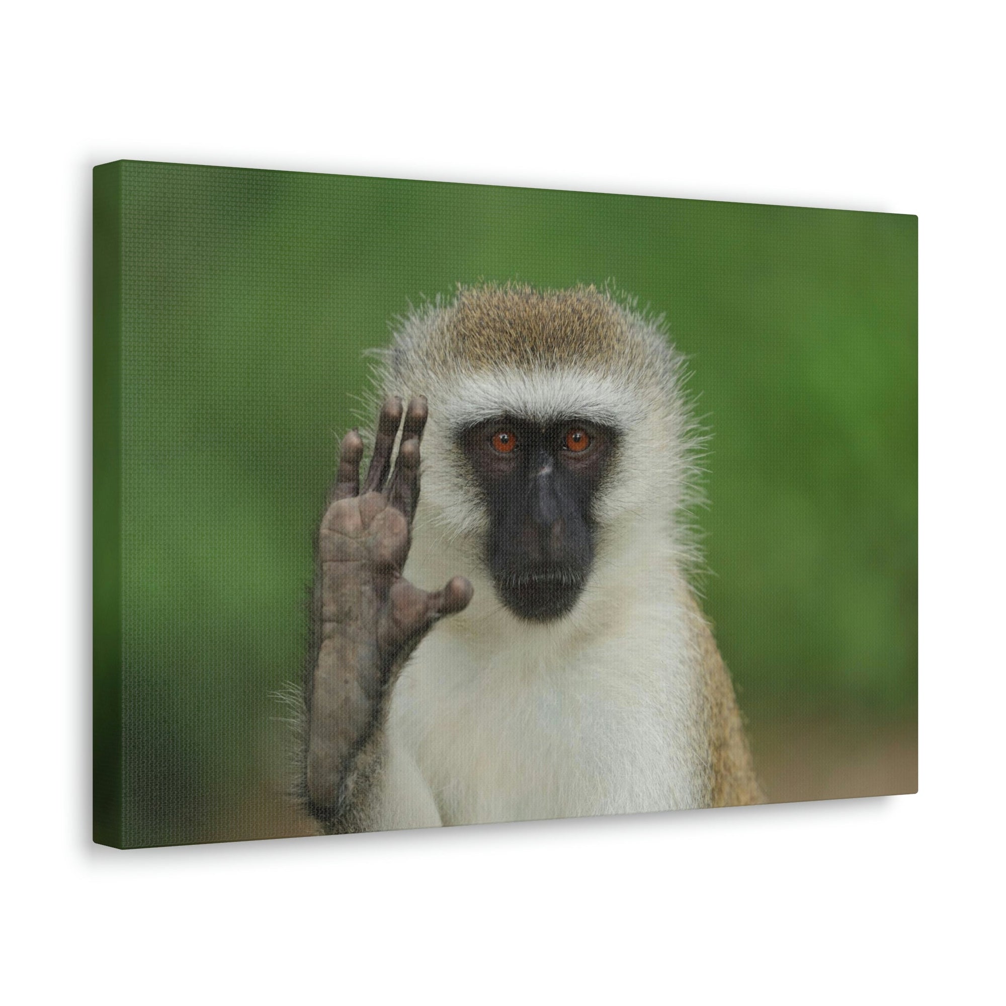 Funny Vervet Silly Vervet Scene Outside Wall Art Ready to Hang Unframed-Express Your Love Gifts