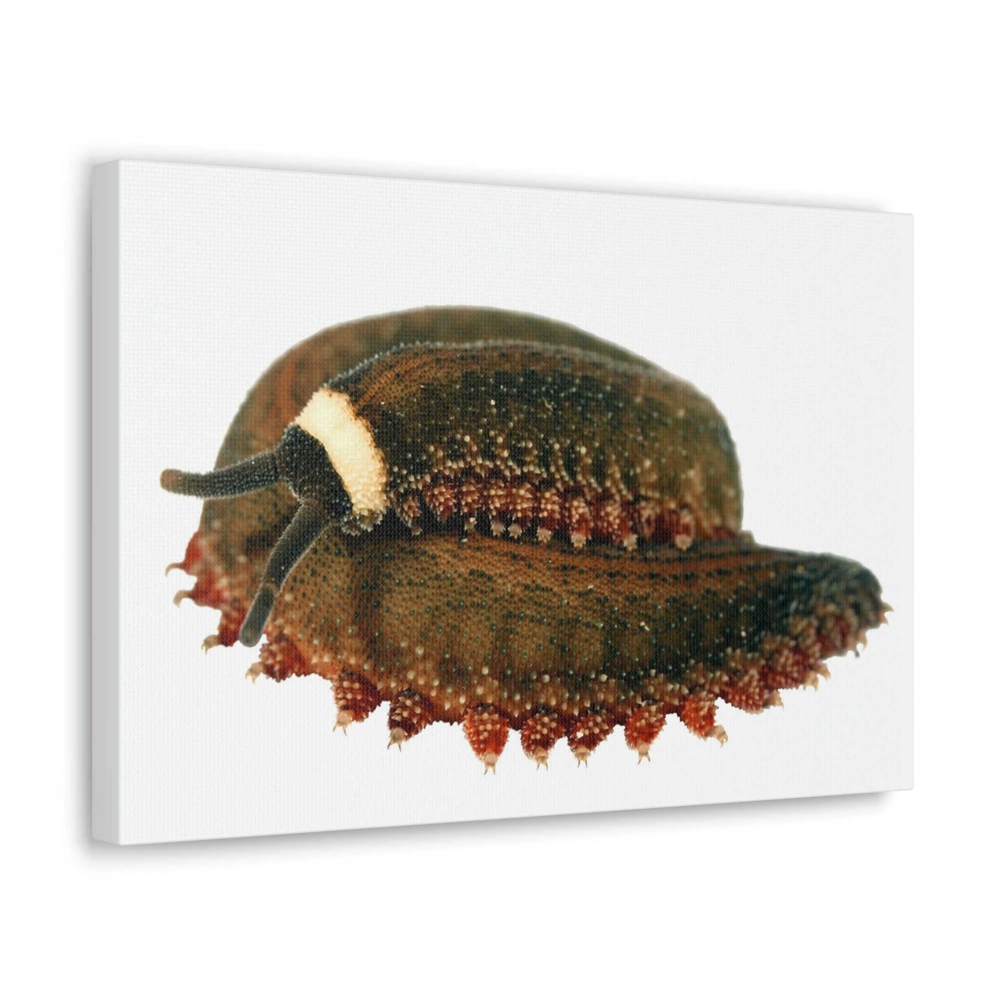 Funny Vervet Worm Silly Vervet Worm Scene Inside Wall Art Ready to Hang Unframed-Express Your Love Gifts