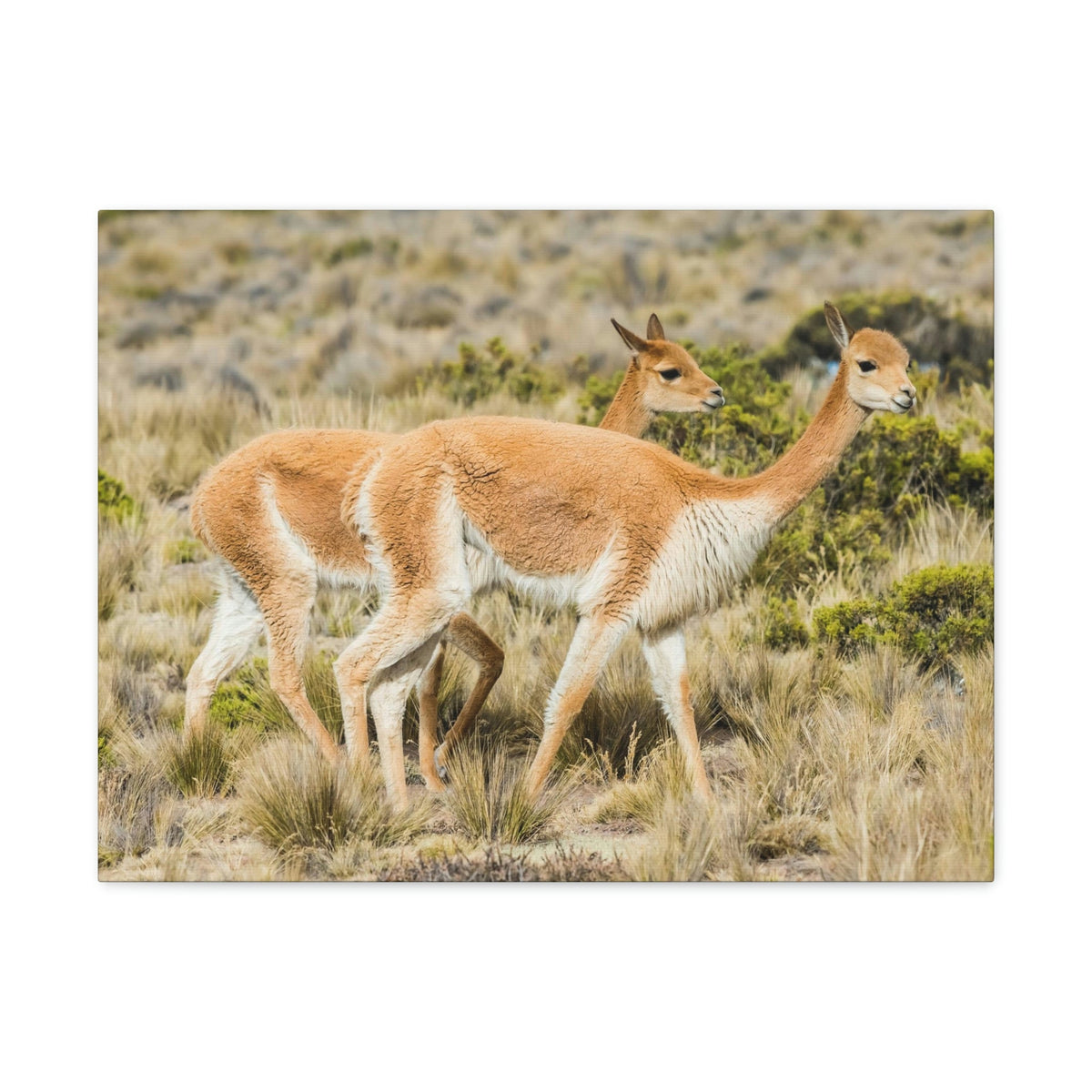 Funny Vicuna Silly Vicuna Scene Couple Wall Art Ready to Hang Unframed-Express Your Love Gifts