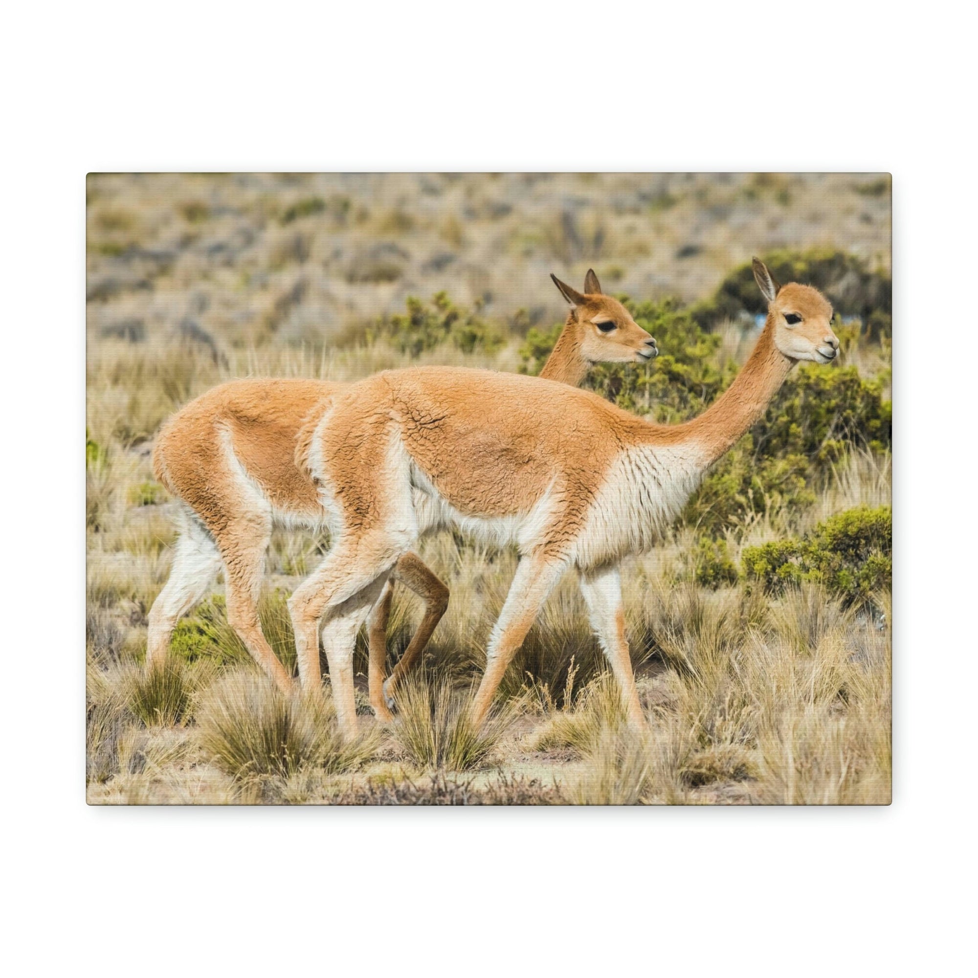 Funny Vicuna Silly Vicuna Scene Couple Wall Art Ready to Hang Unframed-Express Your Love Gifts