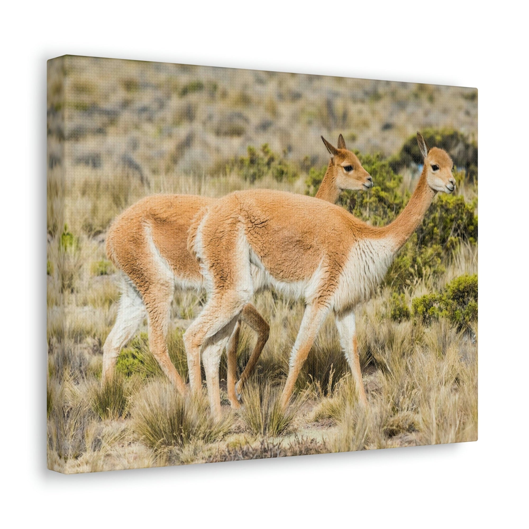 Funny Vicuna Silly Vicuna Scene Couple Wall Art Ready to Hang Unframed-Express Your Love Gifts