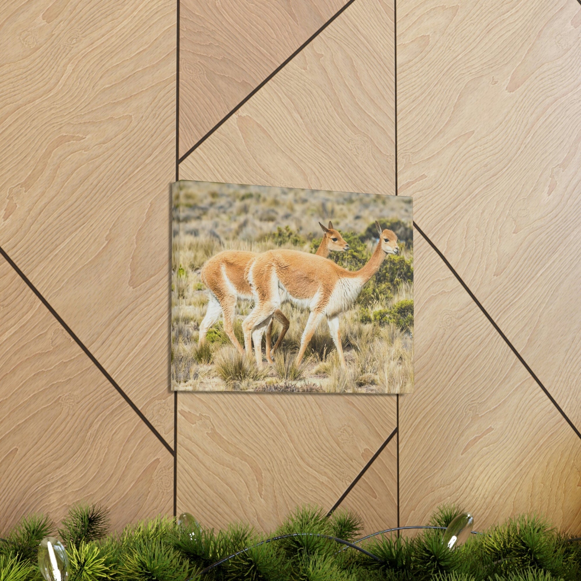 Funny Vicuna Silly Vicuna Scene Couple Wall Art Ready to Hang Unframed-Express Your Love Gifts