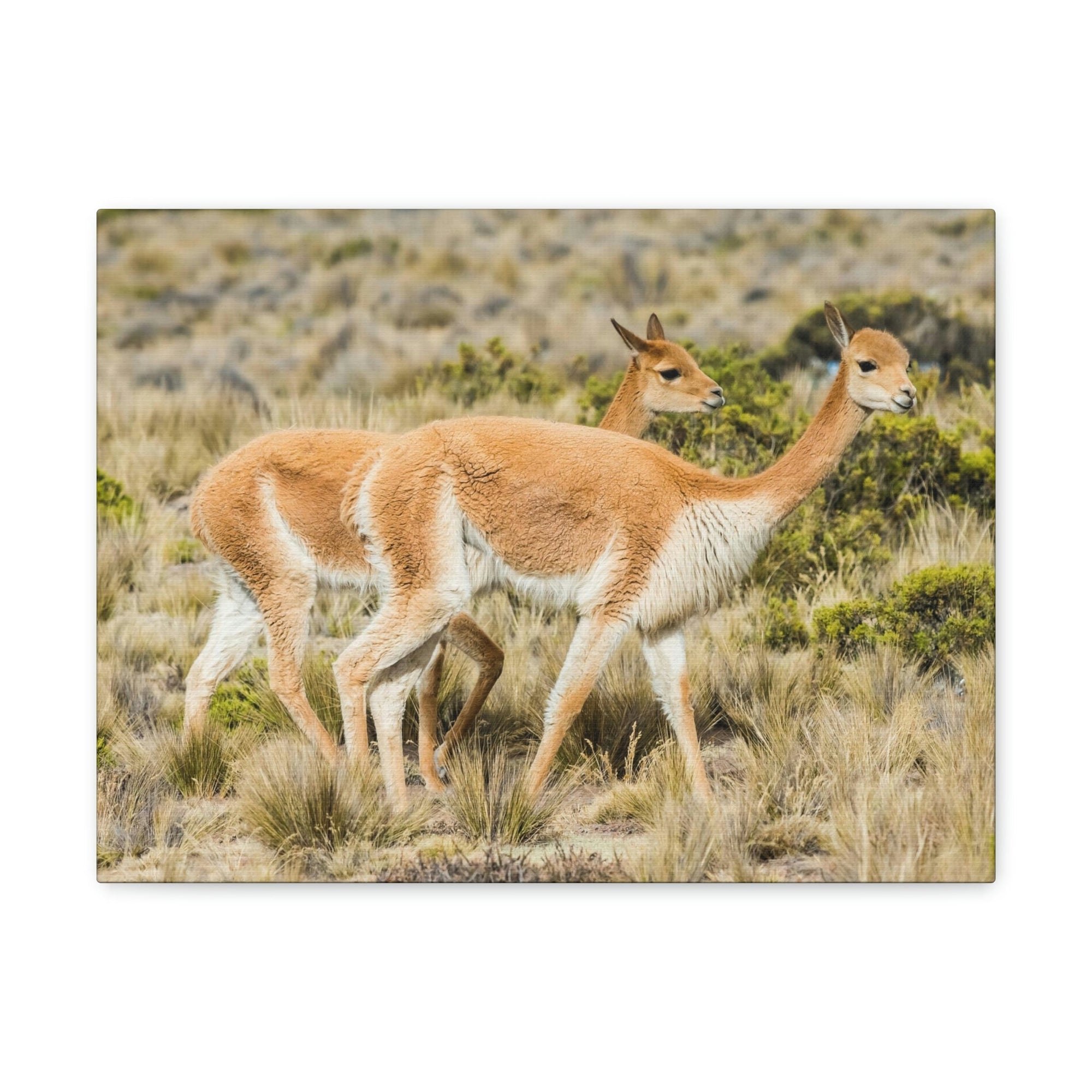 Funny Vicuna Silly Vicuna Scene Couple Wall Art Ready to Hang Unframed-Express Your Love Gifts