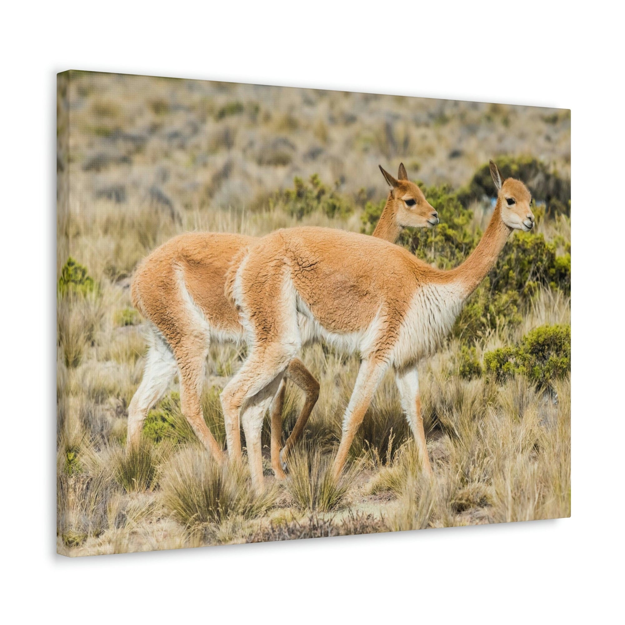 Funny Vicuna Silly Vicuna Scene Couple Wall Art Ready to Hang Unframed-Express Your Love Gifts