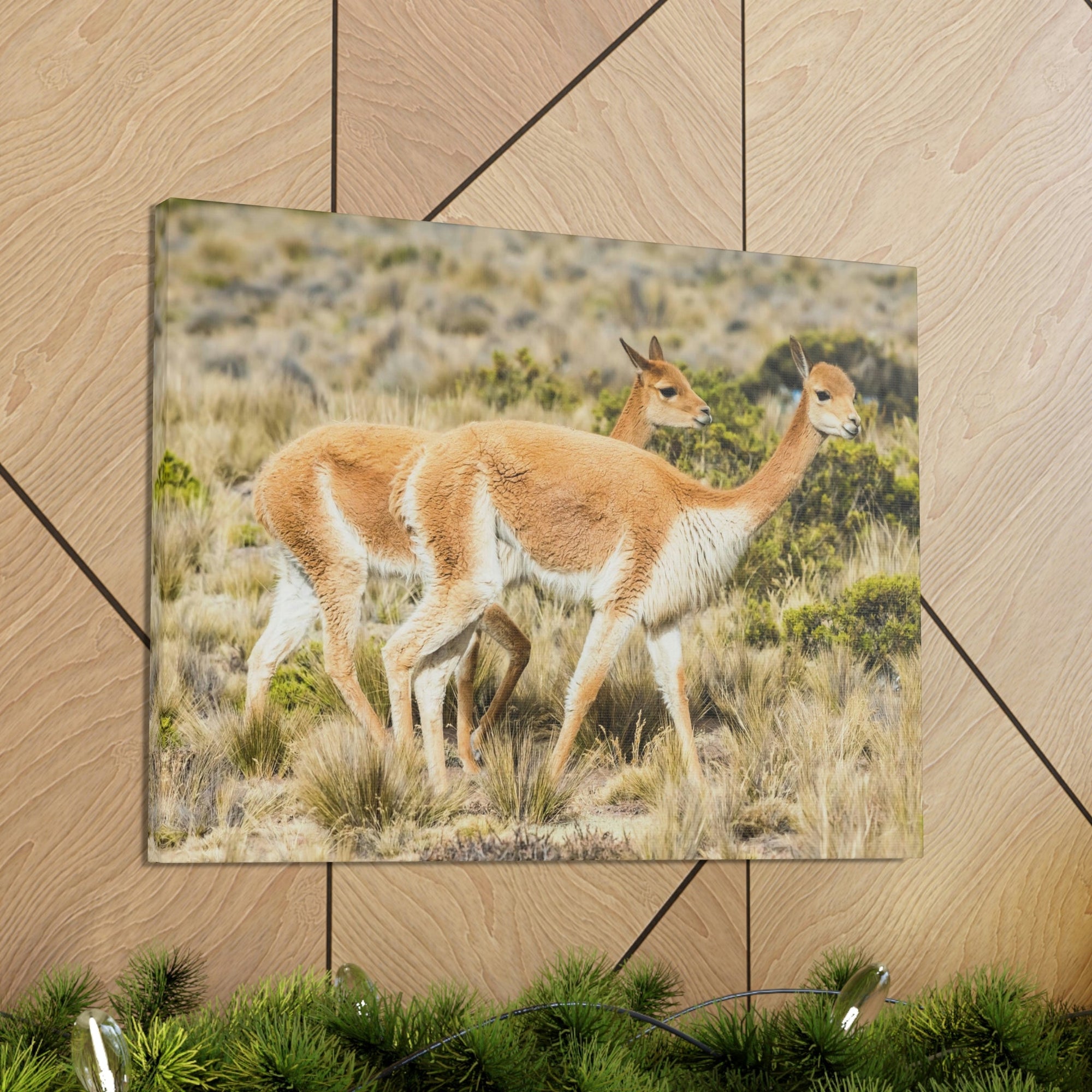 Funny Vicuna Silly Vicuna Scene Couple Wall Art Ready to Hang Unframed-Express Your Love Gifts