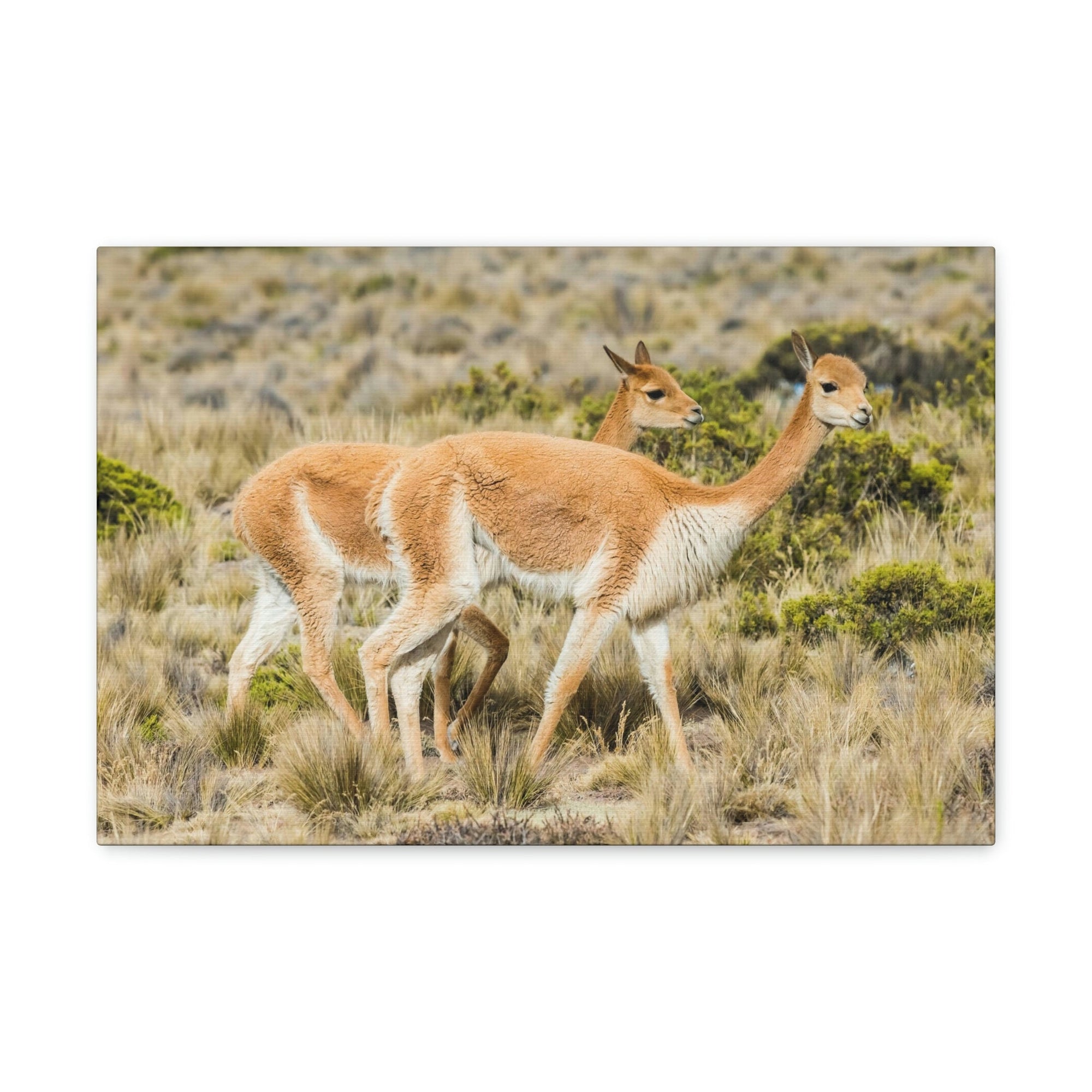 Funny Vicuna Silly Vicuna Scene Couple Wall Art Ready to Hang Unframed-Express Your Love Gifts