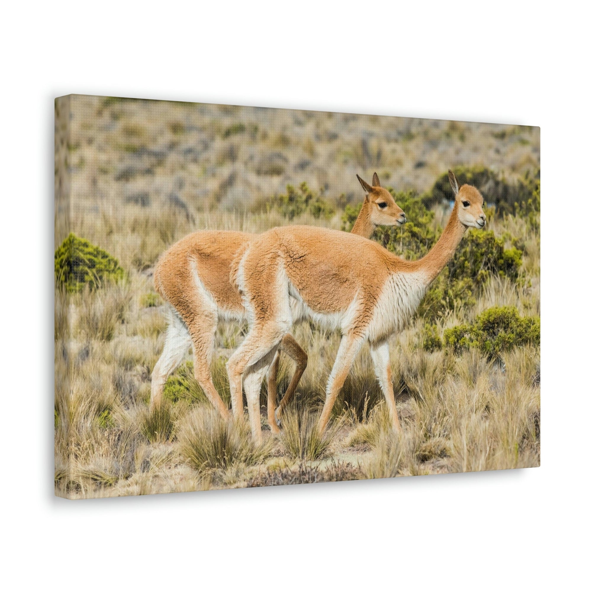 Funny Vicuna Silly Vicuna Scene Couple Wall Art Ready to Hang Unframed-Express Your Love Gifts