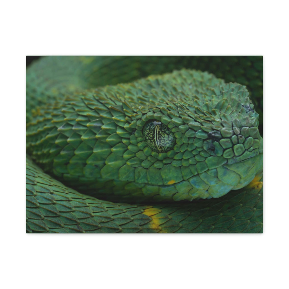 Funny Viper Silly Viper Scene Inside Wall Art Ready to Hang Unframed-Express Your Love Gifts