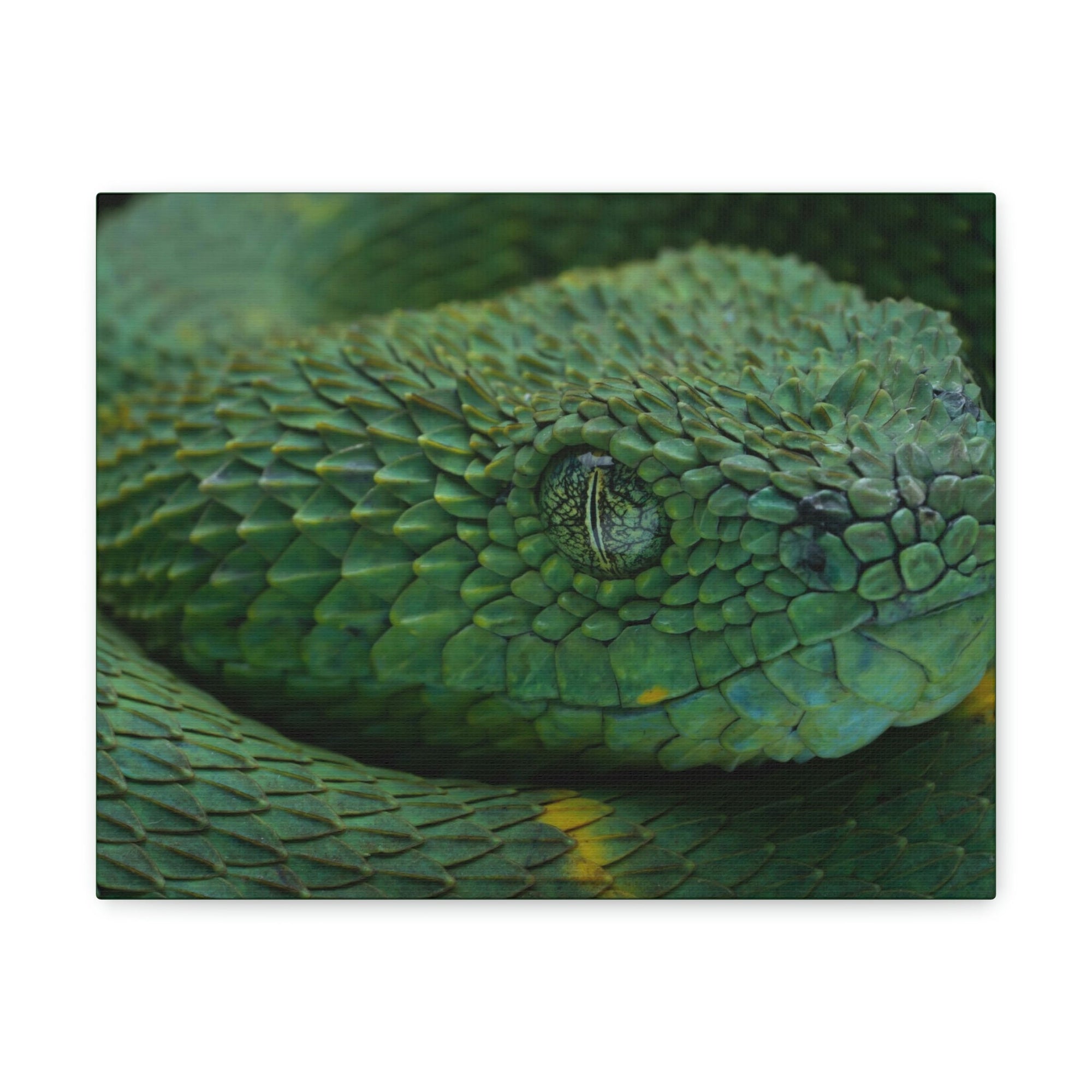 Funny Viper Silly Viper Scene Inside Wall Art Ready to Hang Unframed-Express Your Love Gifts