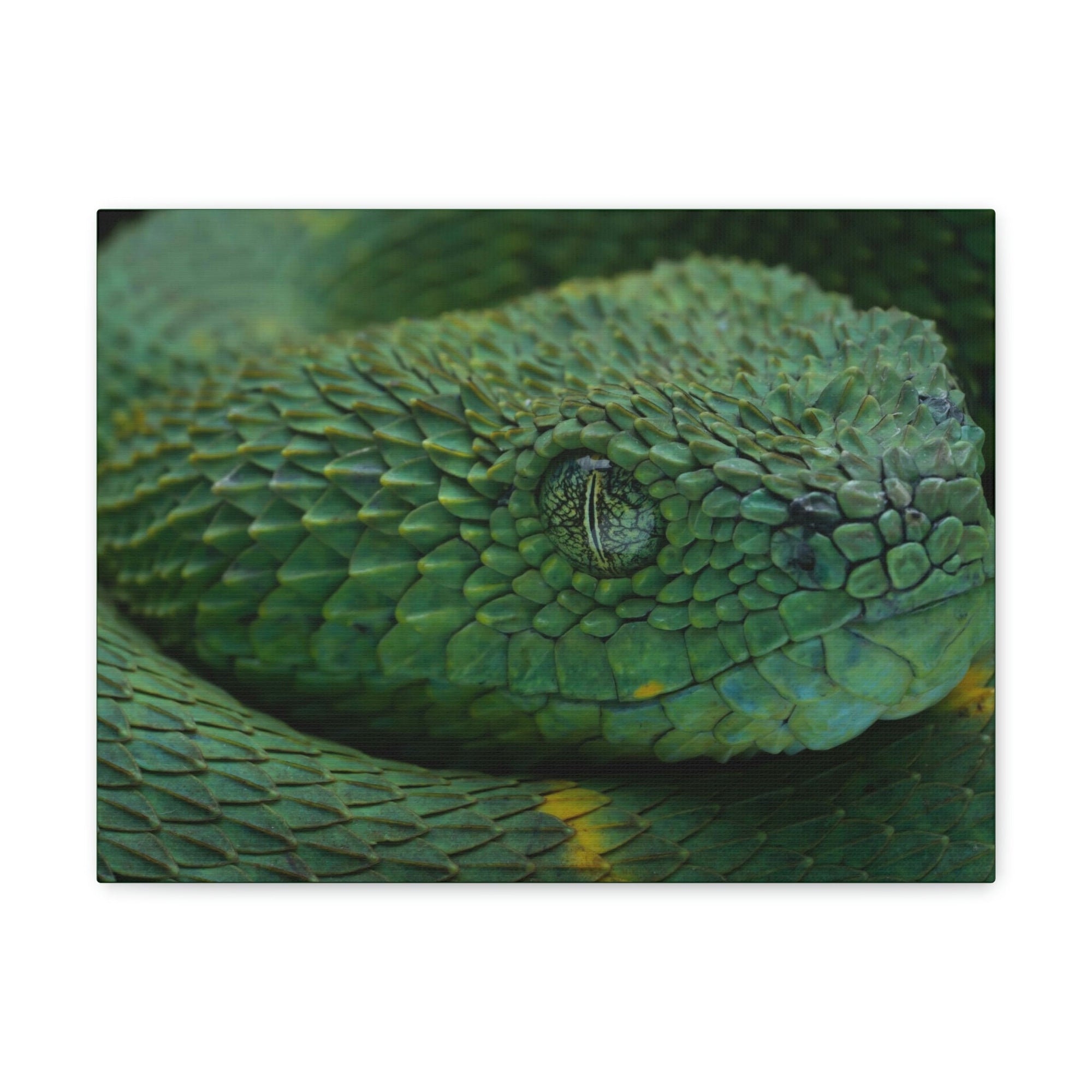 Funny Viper Silly Viper Scene Inside Wall Art Ready to Hang Unframed-Express Your Love Gifts