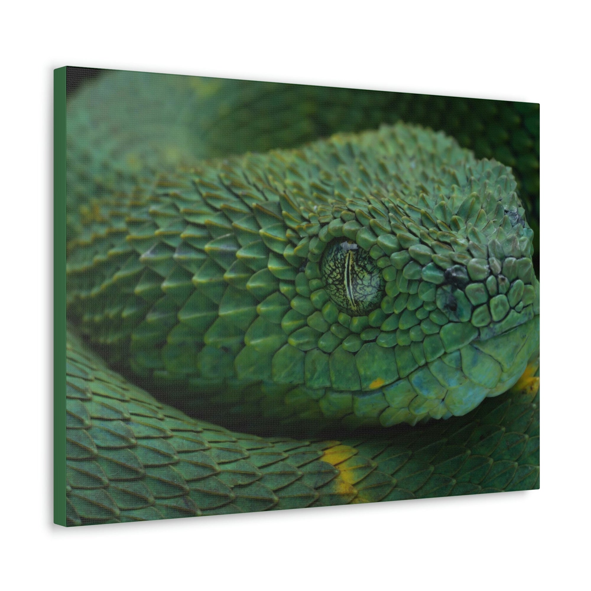 Funny Viper Silly Viper Scene Inside Wall Art Ready to Hang Unframed-Express Your Love Gifts