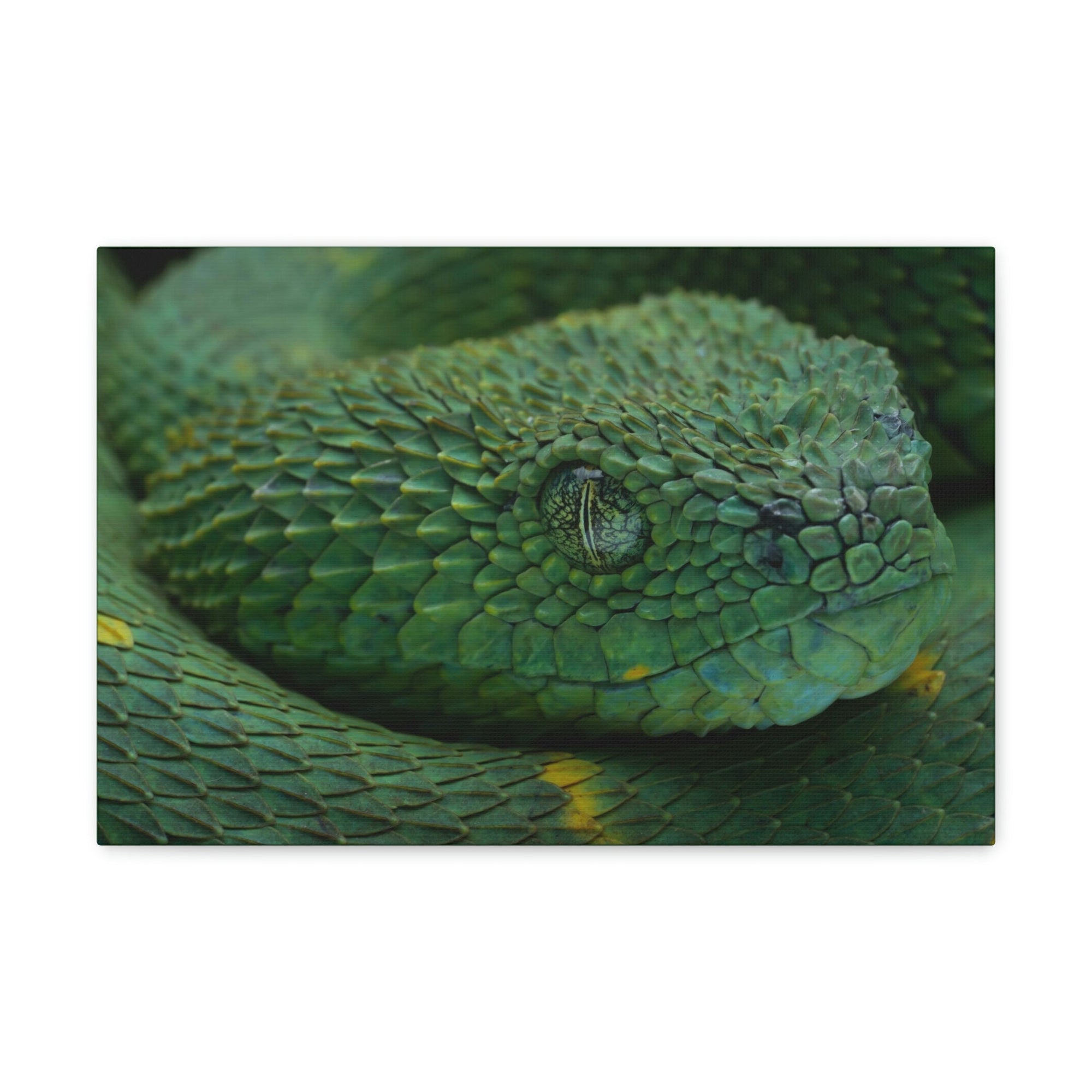 Funny Viper Silly Viper Scene Inside Wall Art Ready to Hang Unframed-Express Your Love Gifts