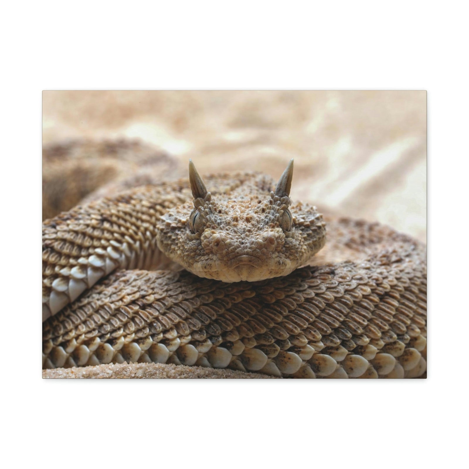 Funny Viper Silly Viper Scene Outside Wall Art Ready to Hang Unframed-Express Your Love Gifts