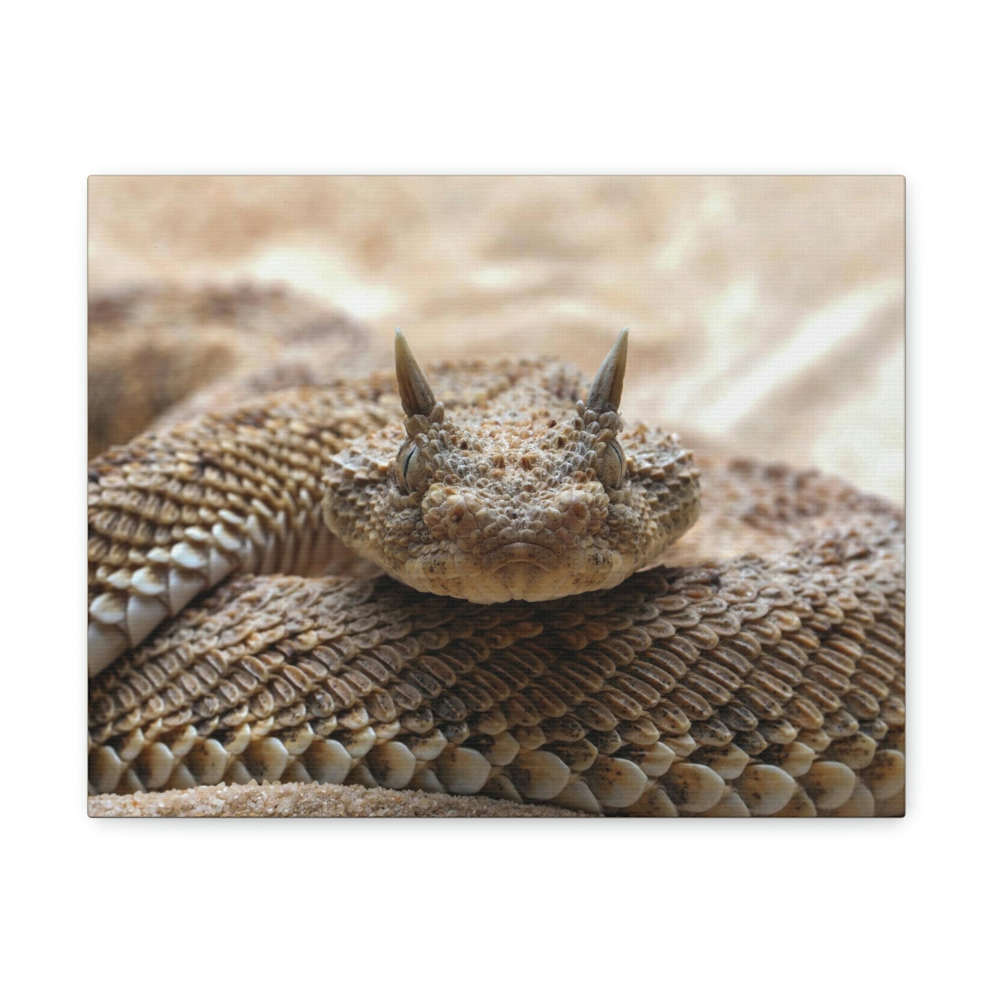 Funny Viper Silly Viper Scene Outside Wall Art Ready to Hang Unframed-Express Your Love Gifts