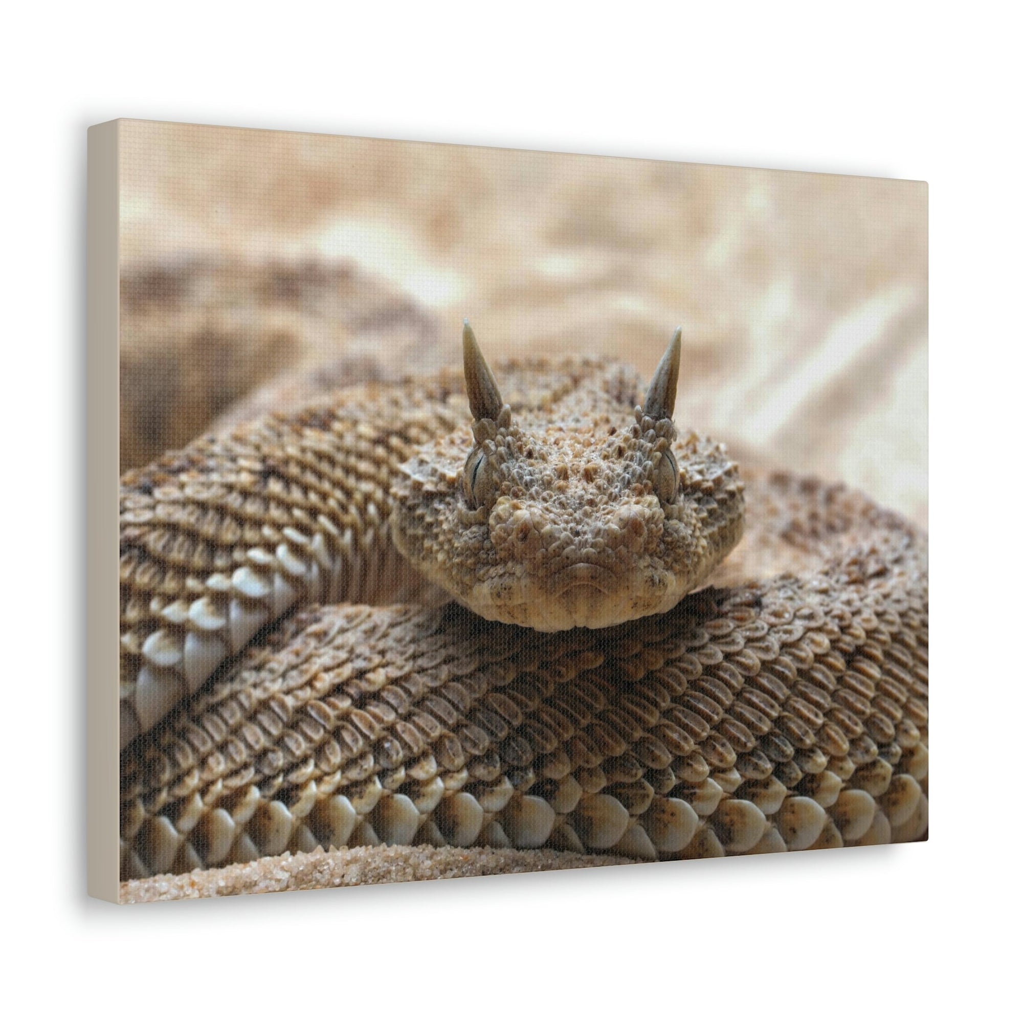 Funny Viper Silly Viper Scene Outside Wall Art Ready to Hang Unframed-Express Your Love Gifts